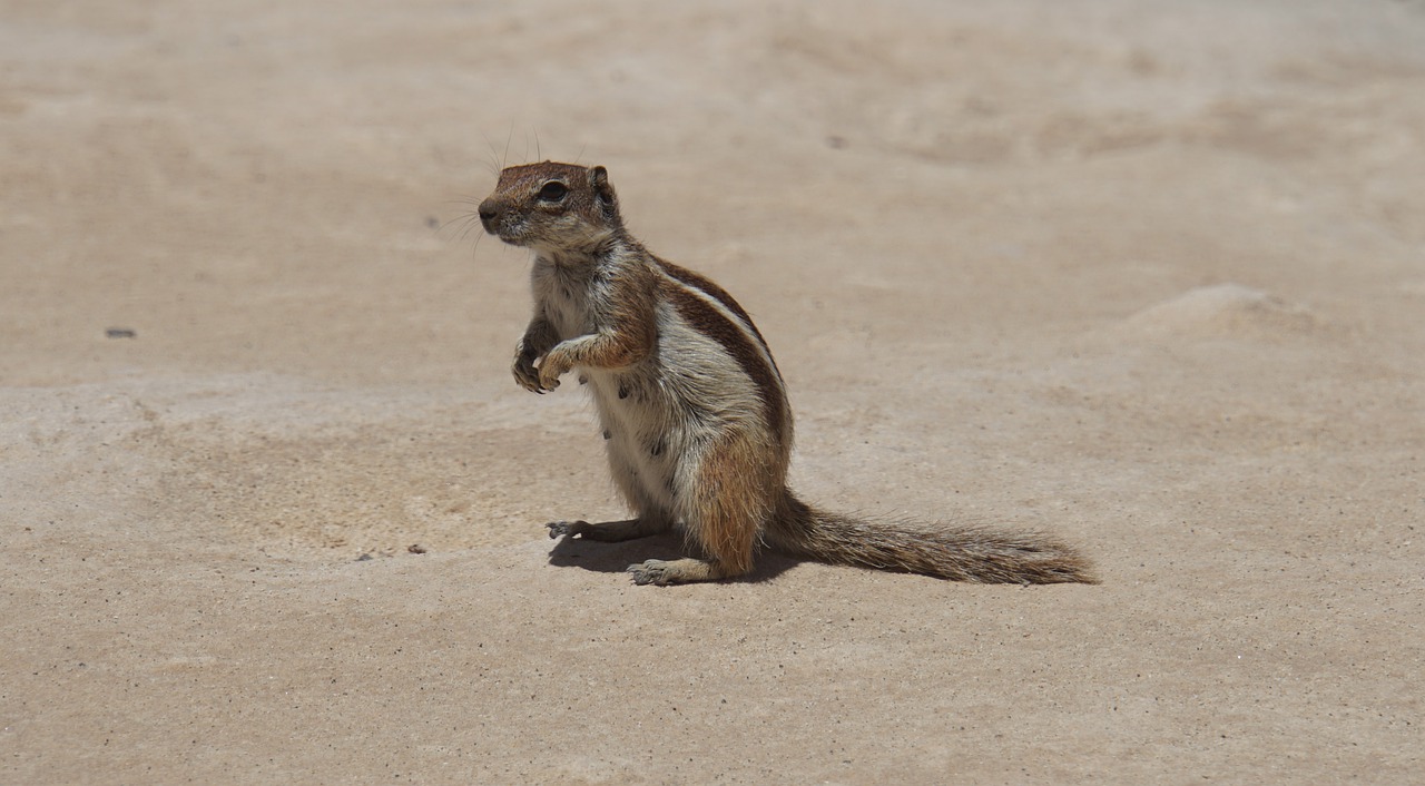 chipmunk  rock  nature free photo