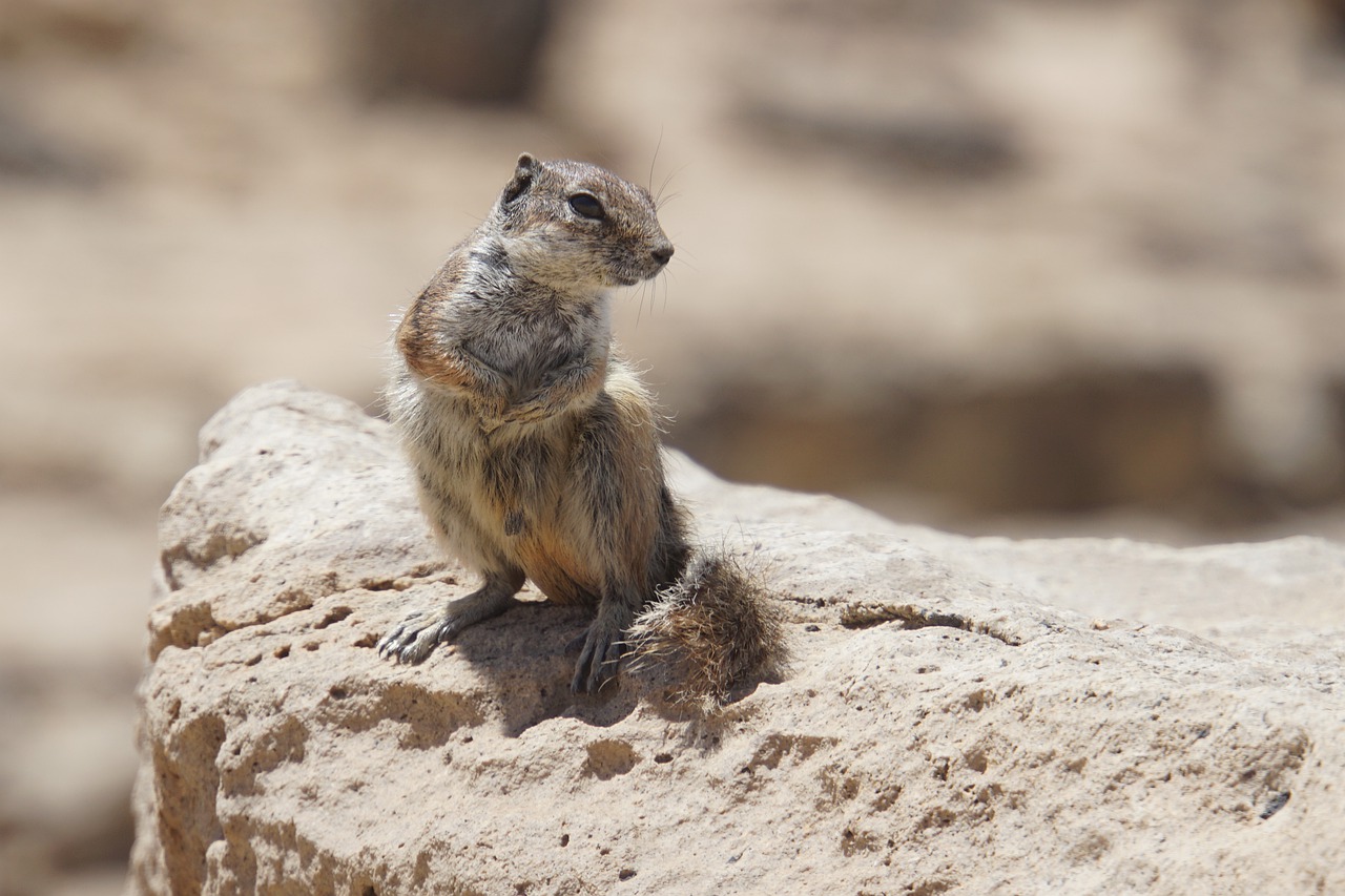 chipmunk  rock  nature free photo