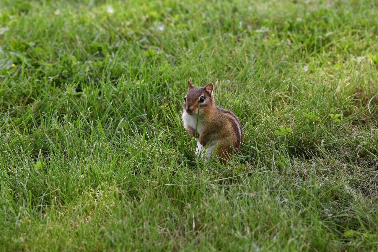 chipmunk  squirrel  rodent free photo