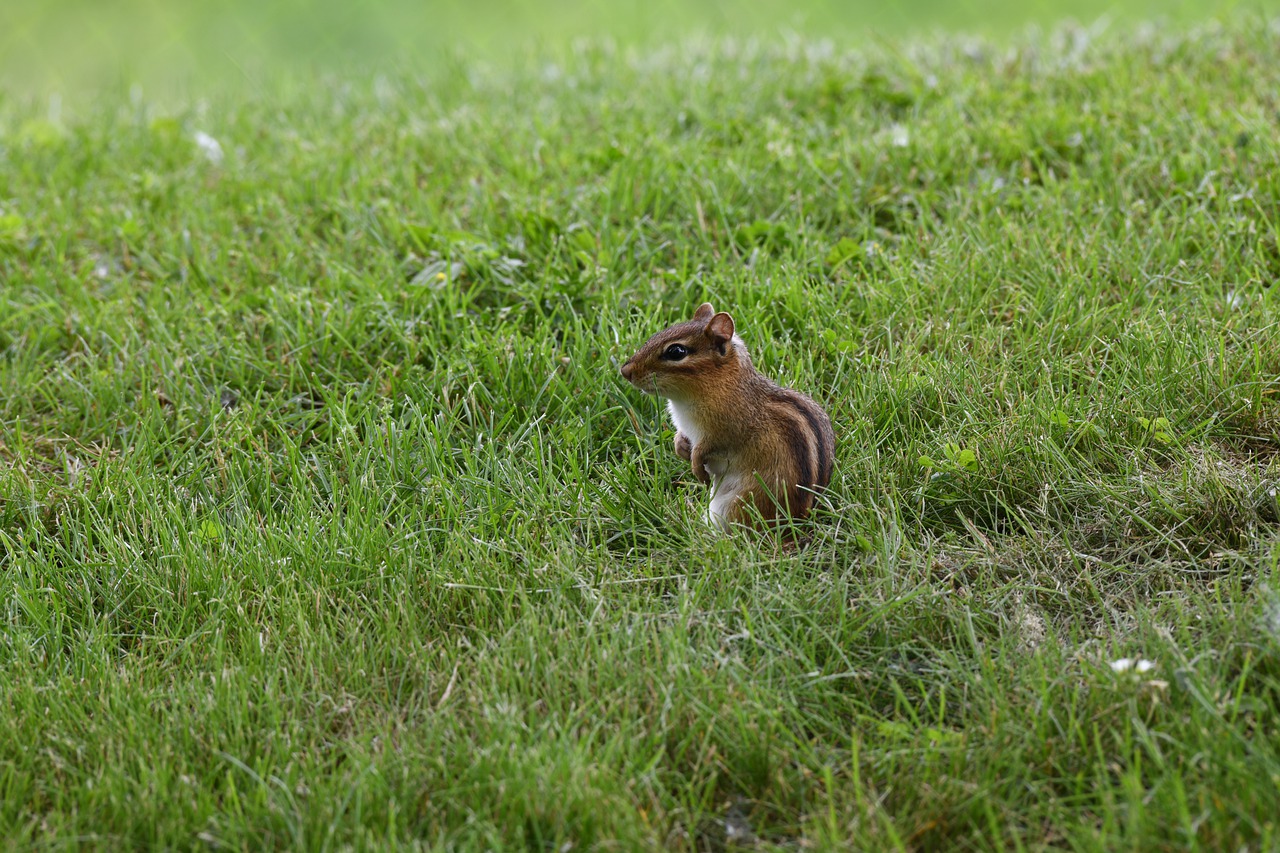 chipmunk  cute  squirrel free photo