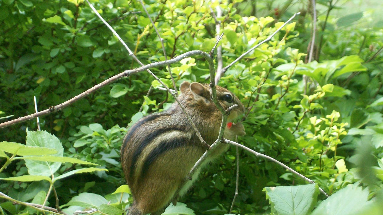 chipmunk cute rodent free photo