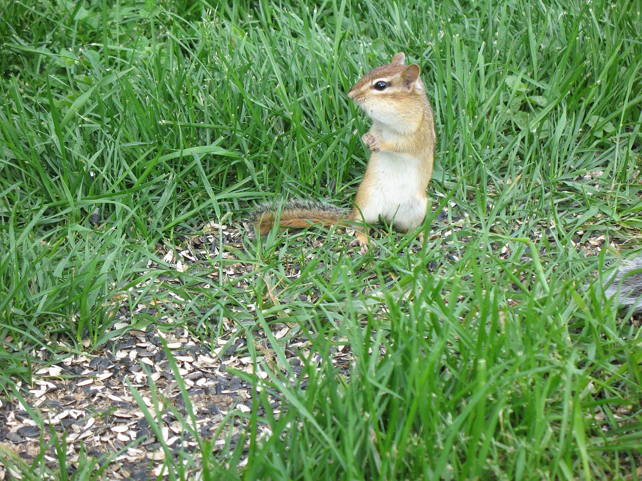 chipmunk squirrel small free photo