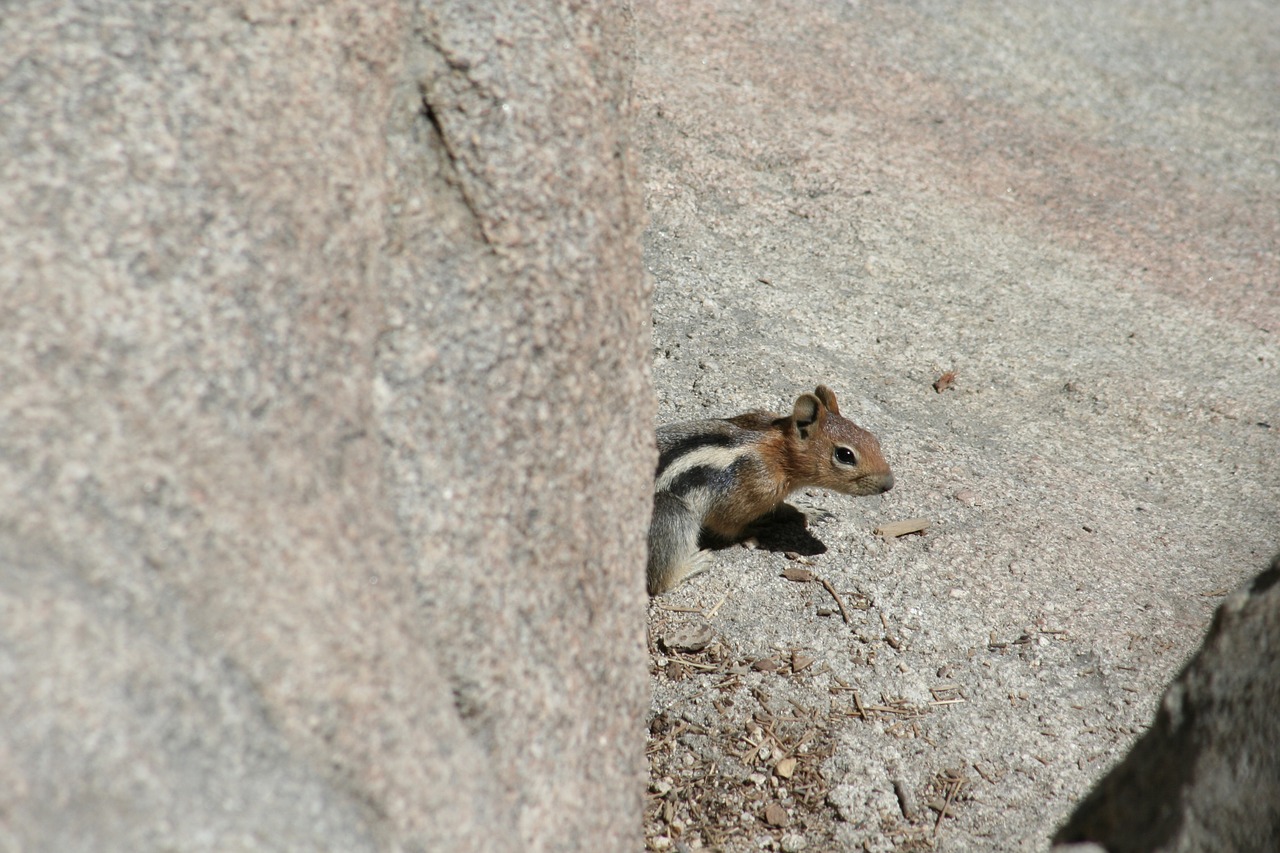 chipmunk critter creature free photo