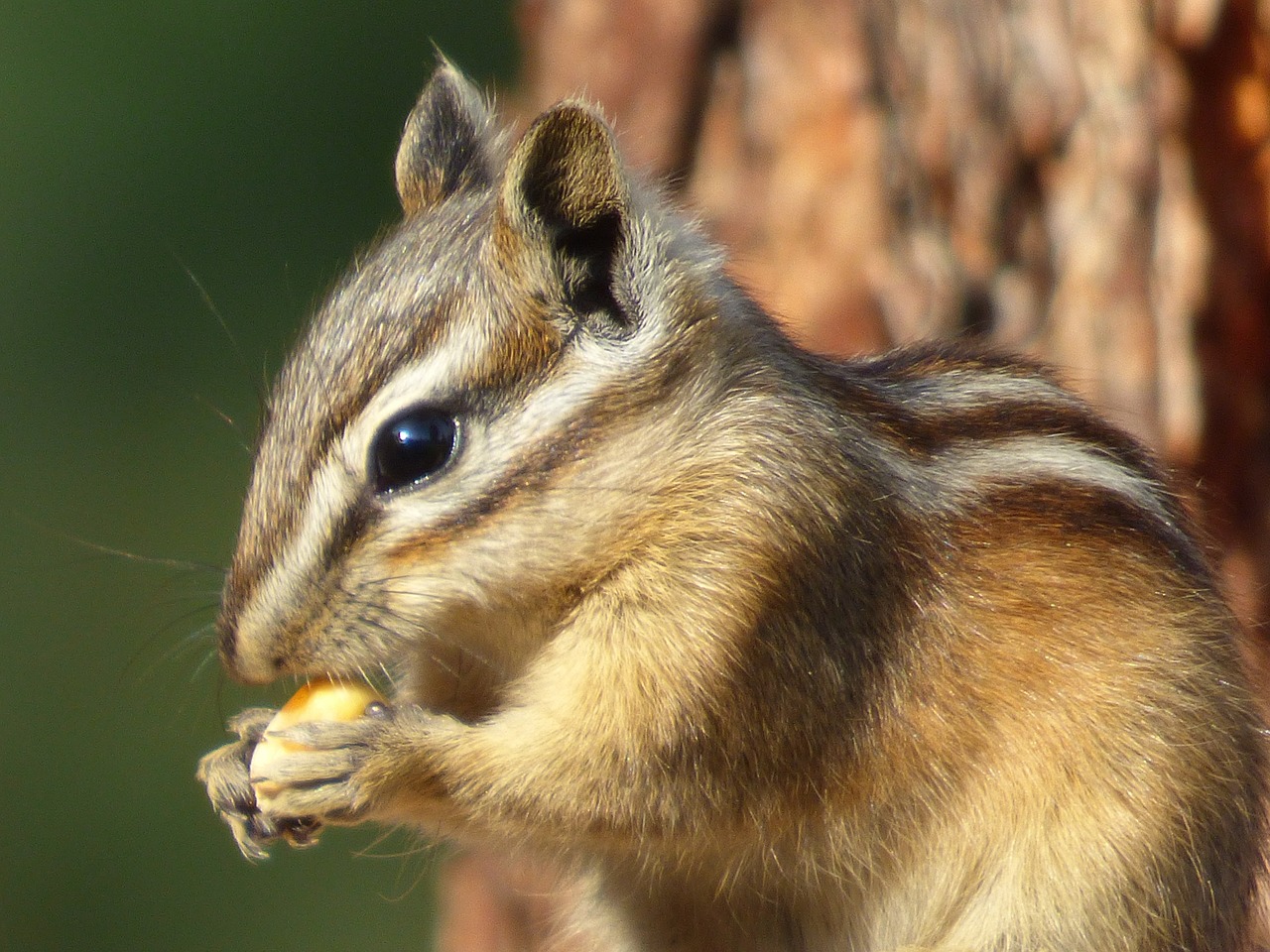 chipmunk animal forest free photo