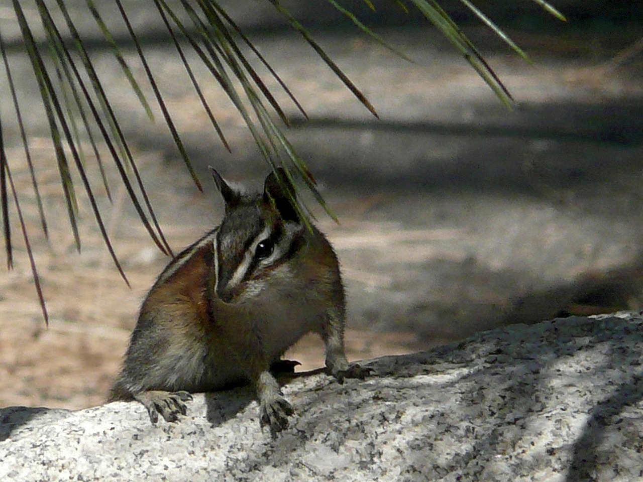 chipmunk desert tree free photo