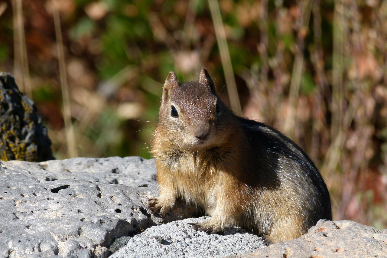 chipmunk wild life nature free photo