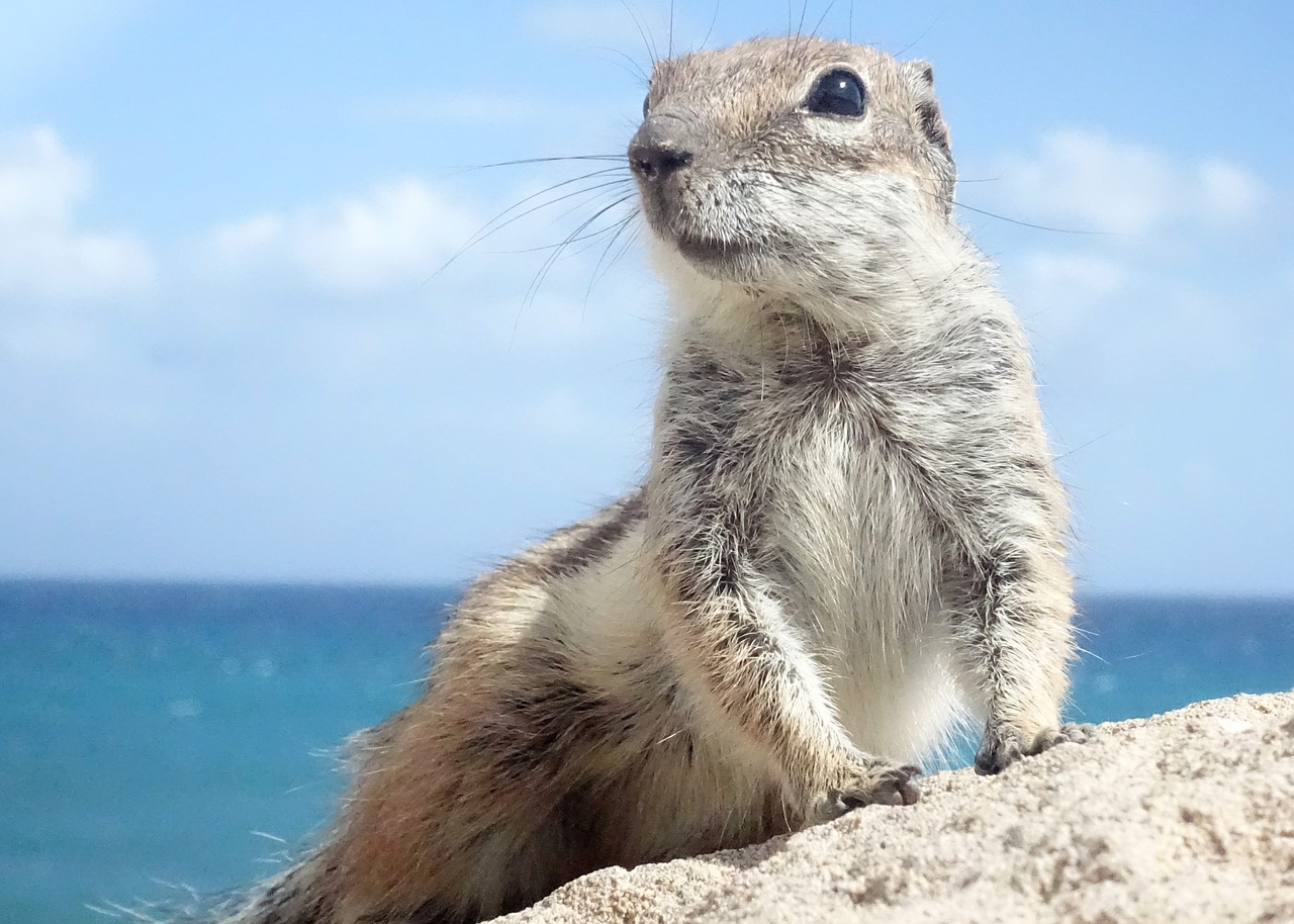 chipmunk fuerteventura rodents free photo