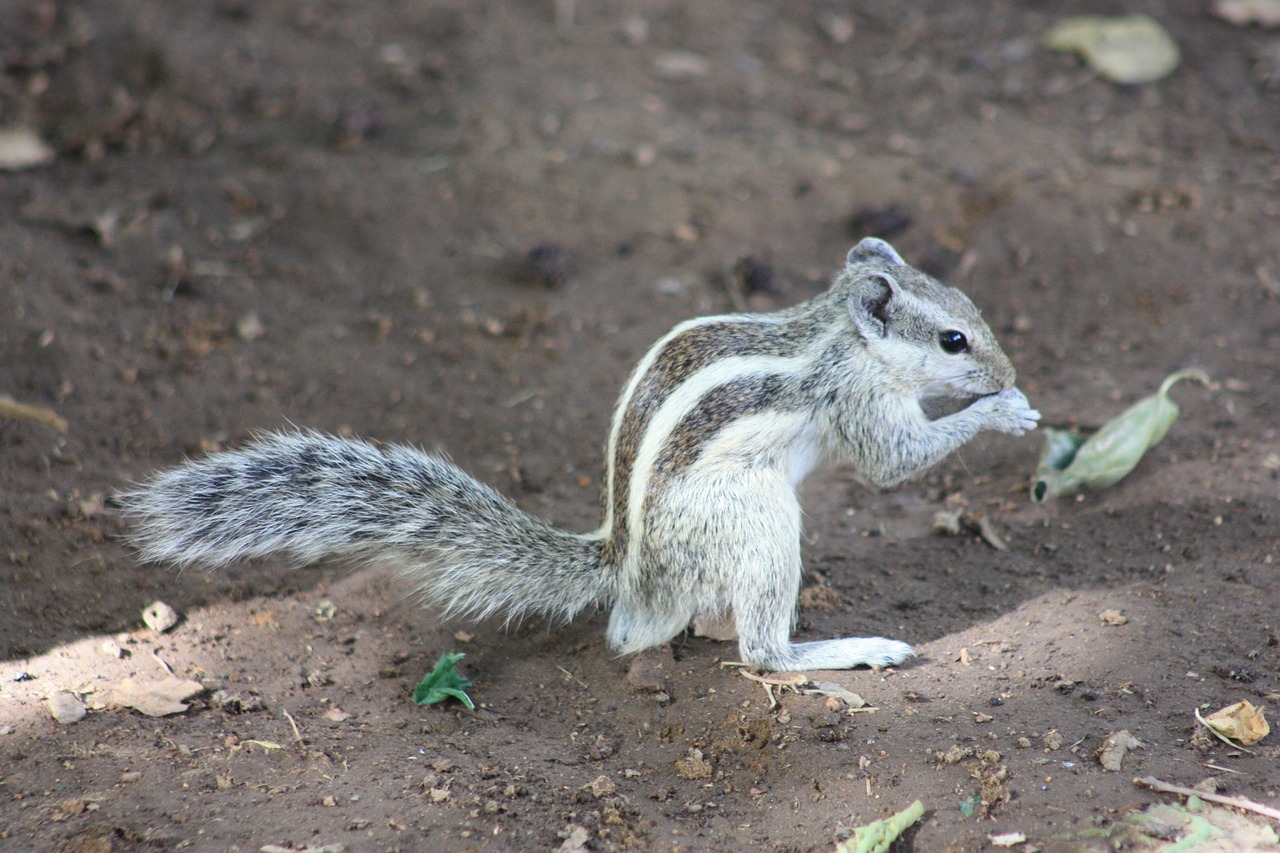 chipmunk animal nature free photo