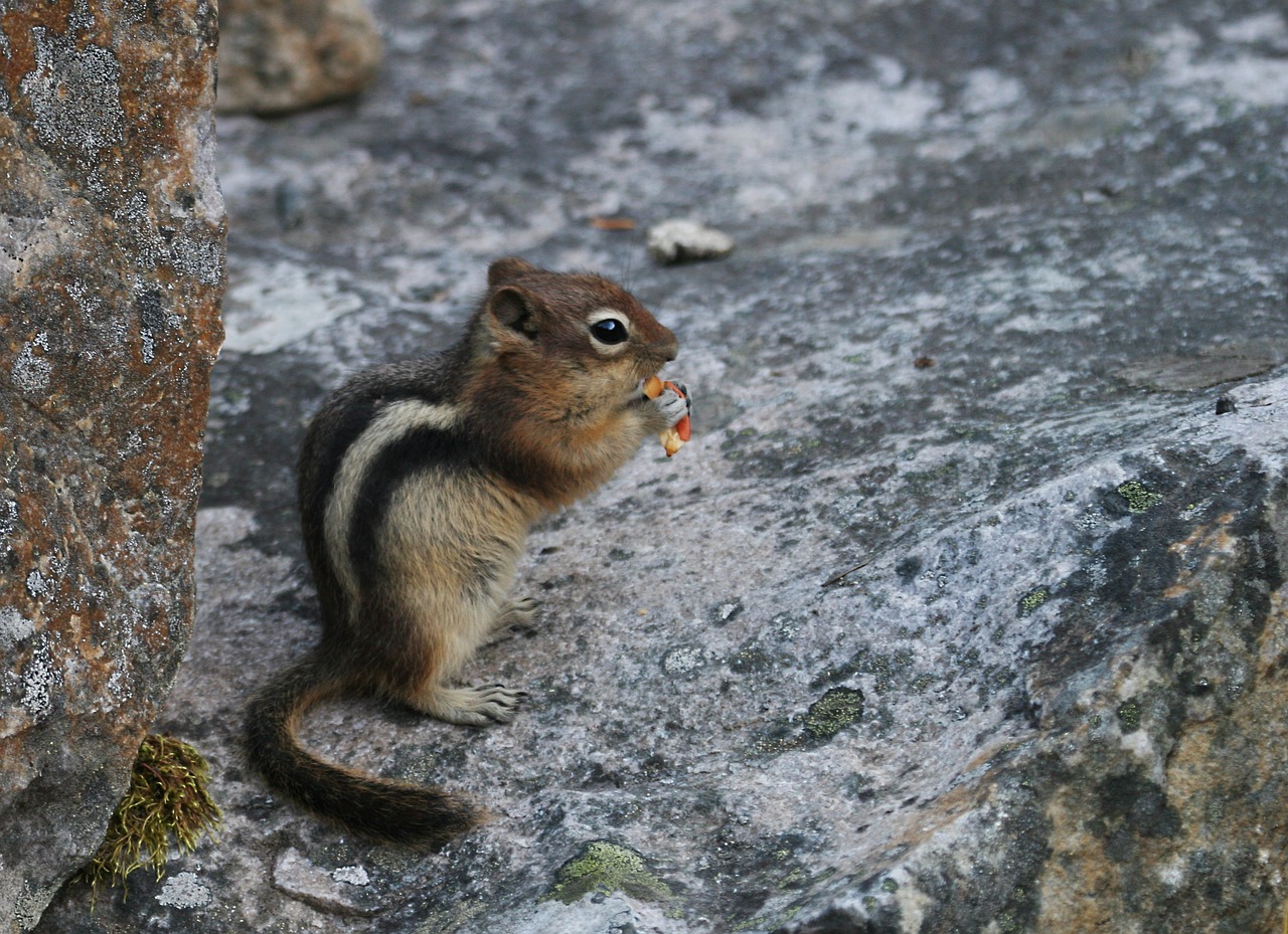 chipmunk ground squirrel rodent free photo