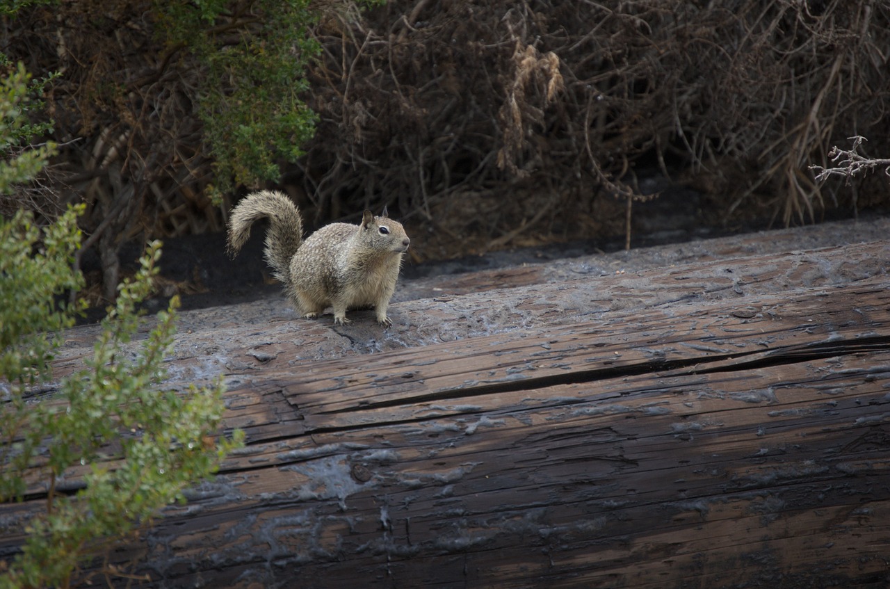 chipmunk coast california free photo