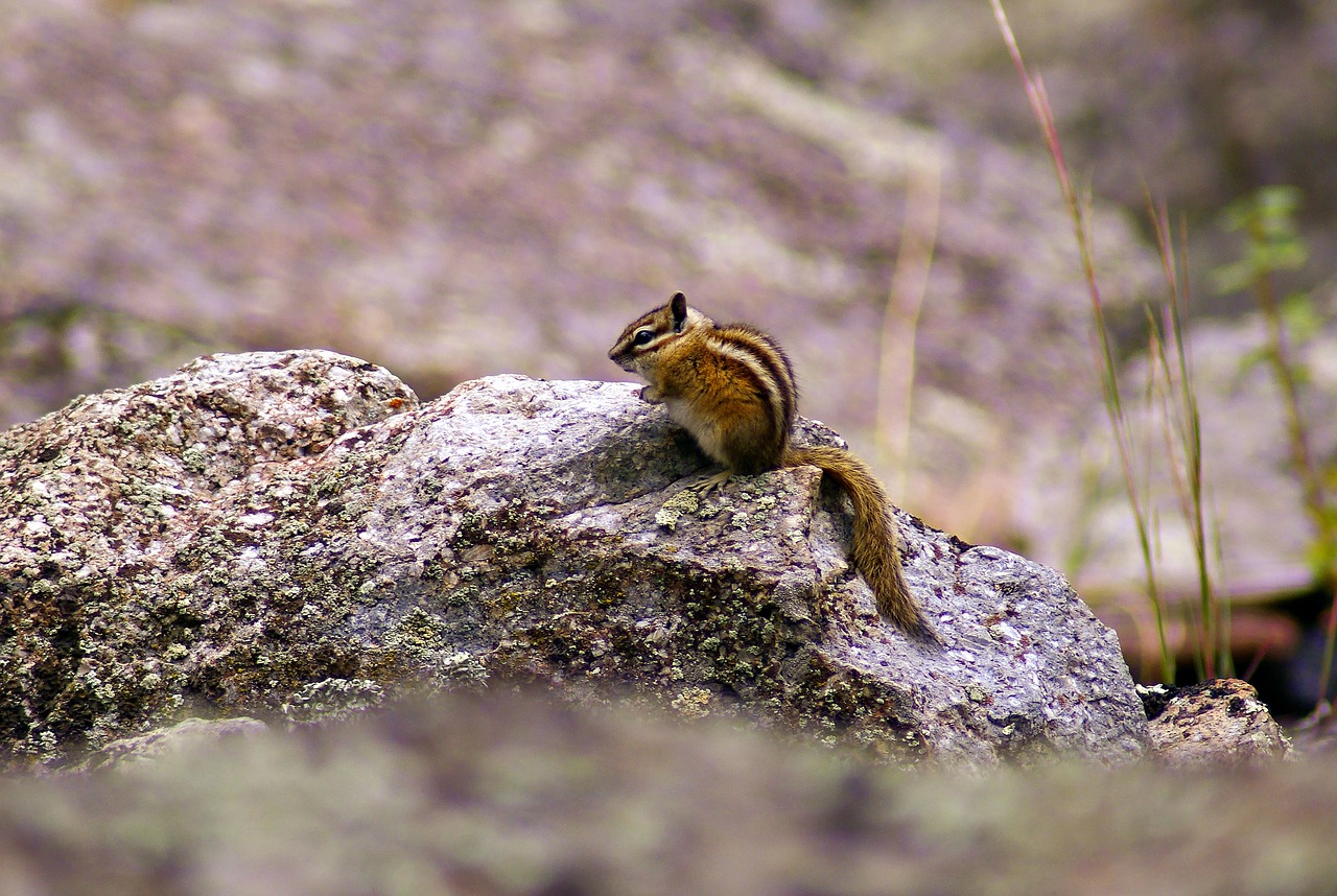 chipmunk at devils tower  animal  rodent free photo