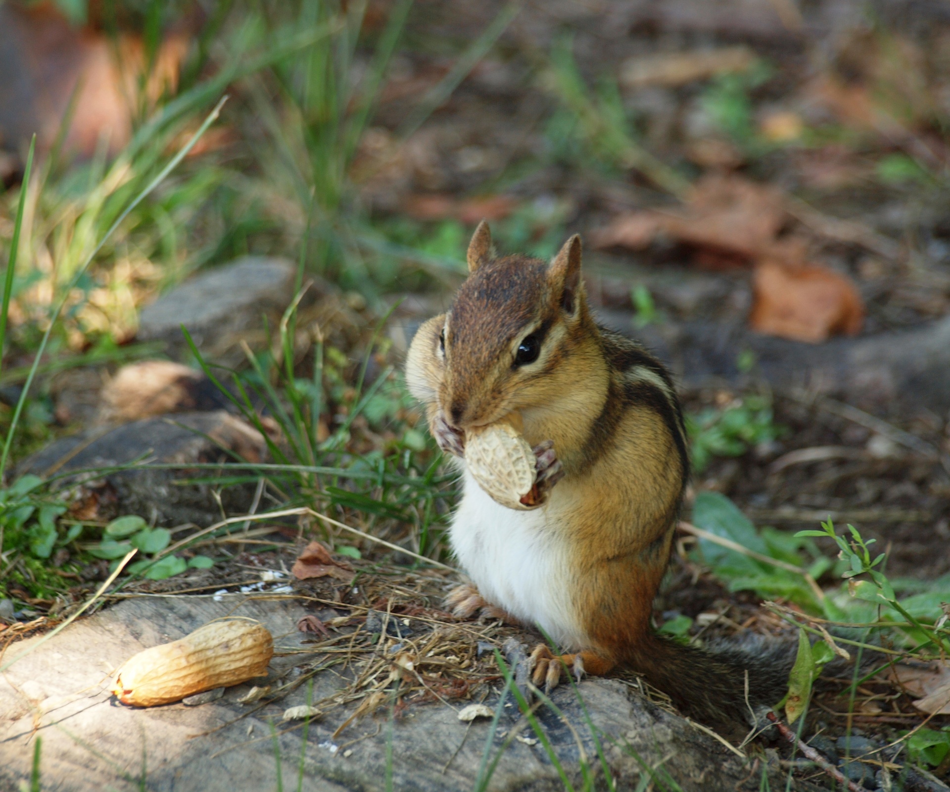 chipmunk rodent peanuts free photo
