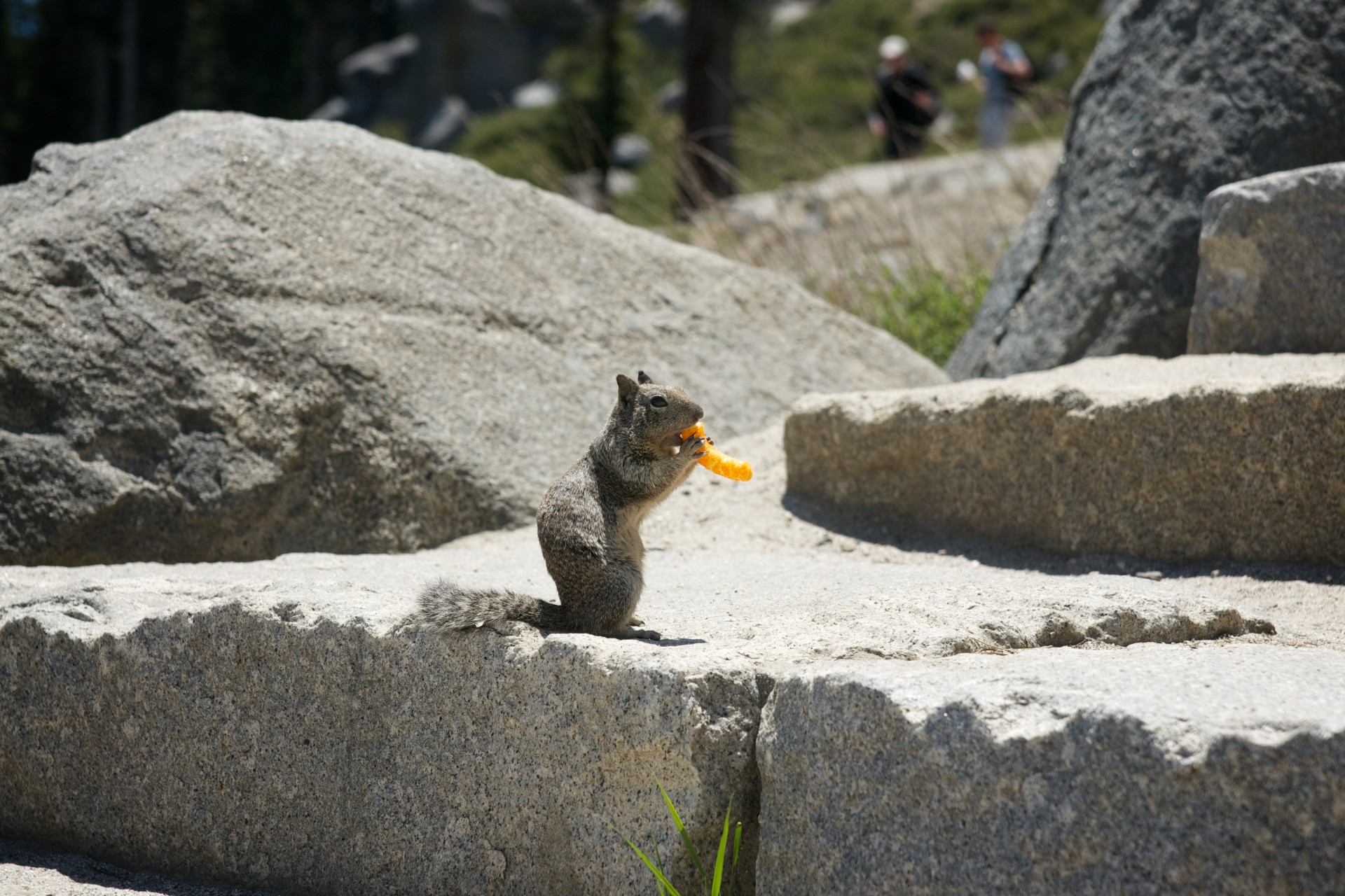 adorable cheese cheese curls free photo