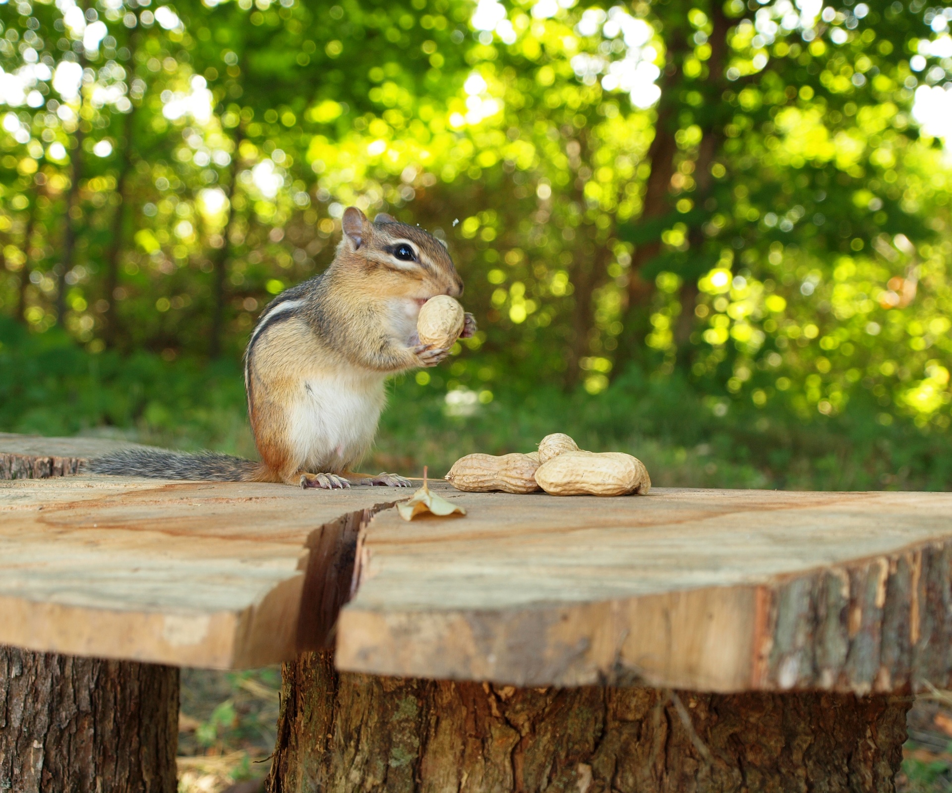 chipmunk cute rodent peanuts free photo
