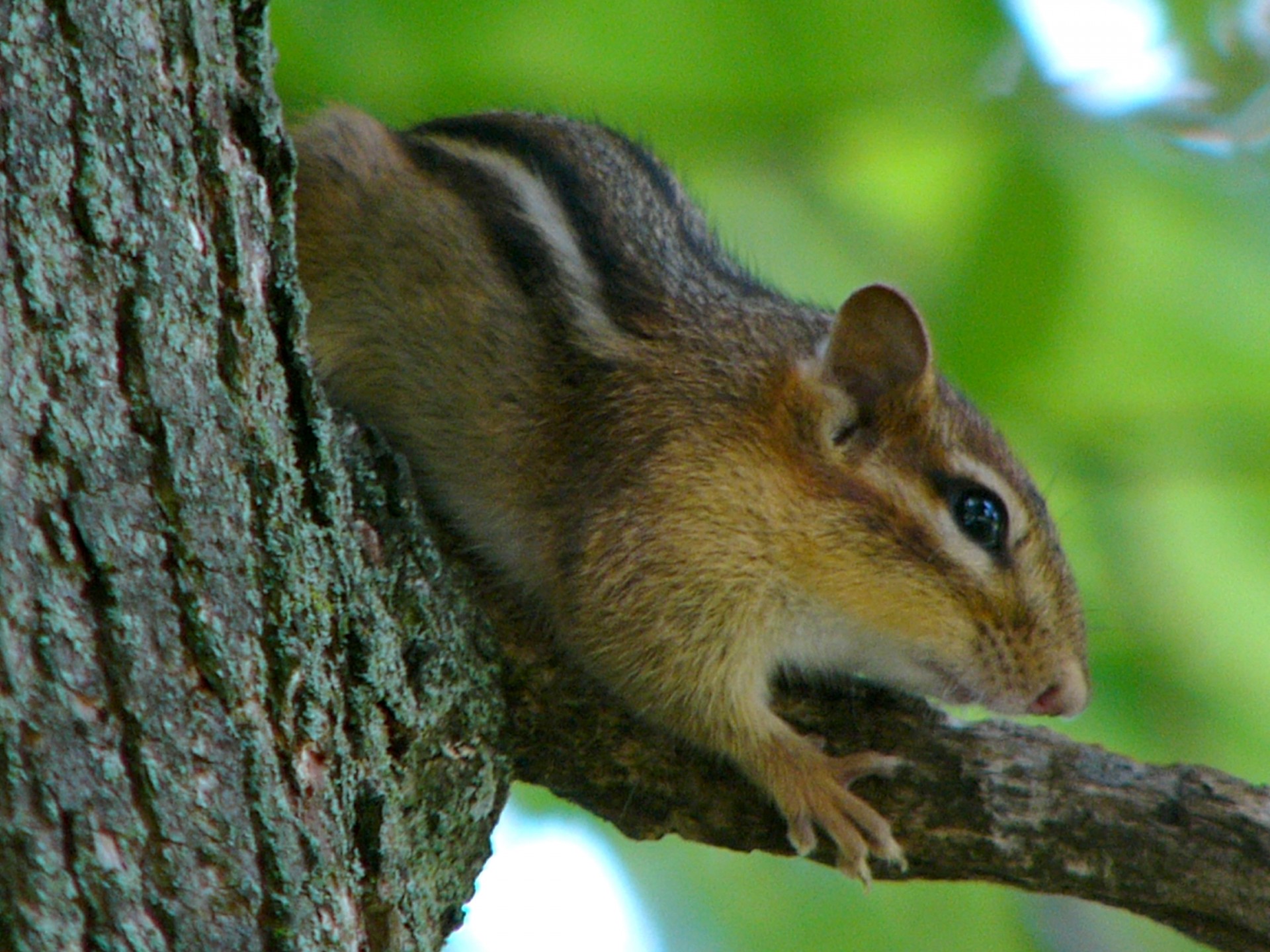 chipmunk tree animal free photo