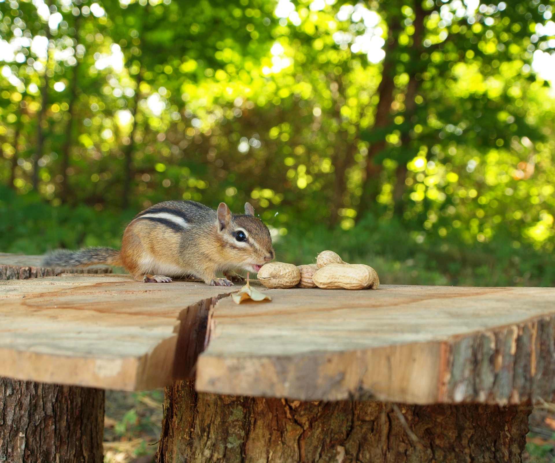 eastern chipmunk small striped rodent wildlife free photo