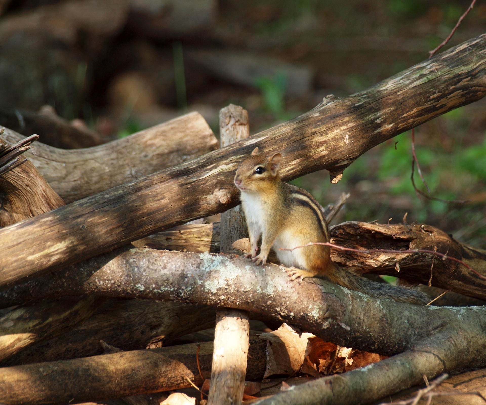 eastern chipmunk striped rodent wildlife free photo