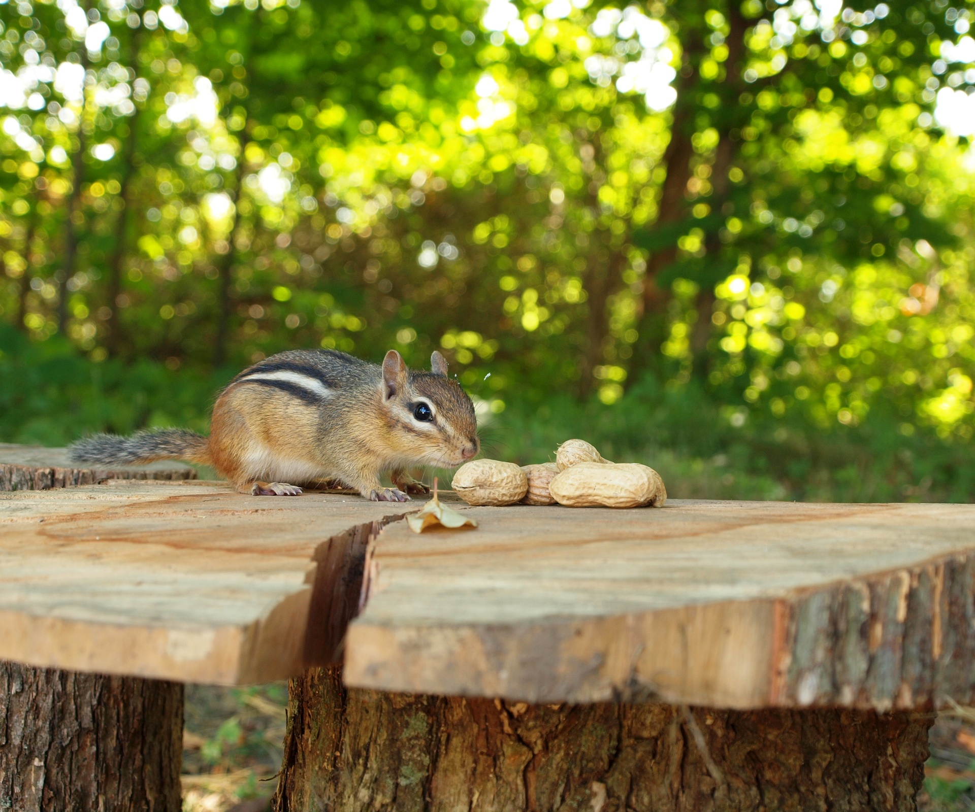 chipmunk furry brown rodent peanuts free photo