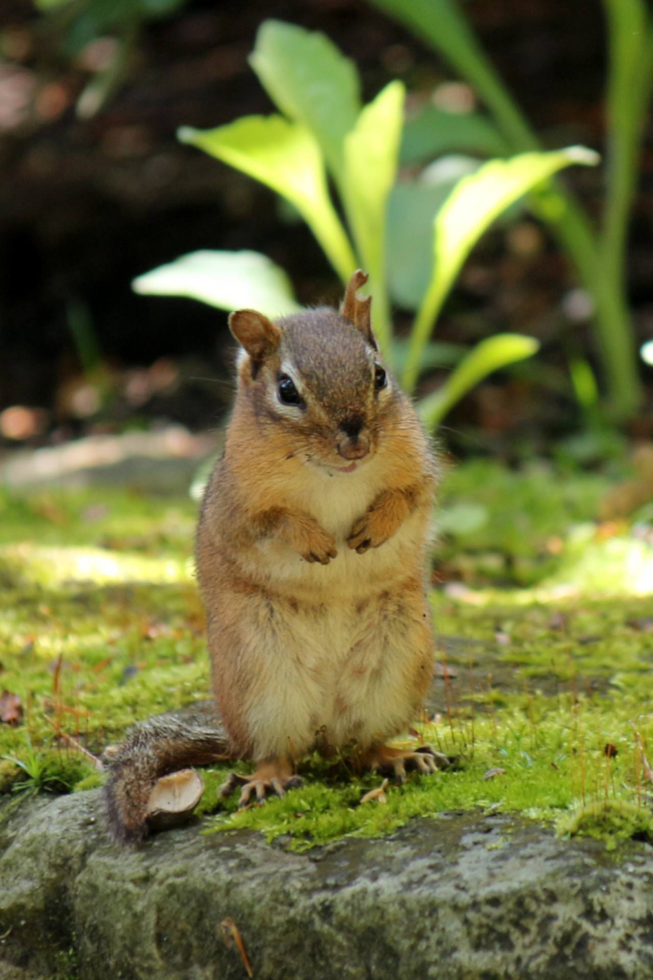 chipmunk rodent stripes free photo