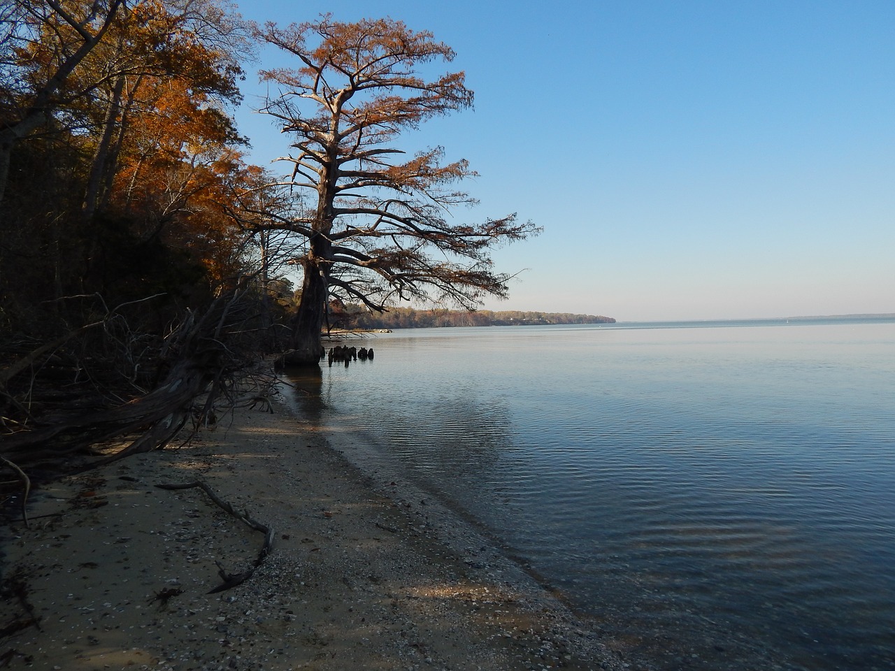 chipokes state park river tree free photo