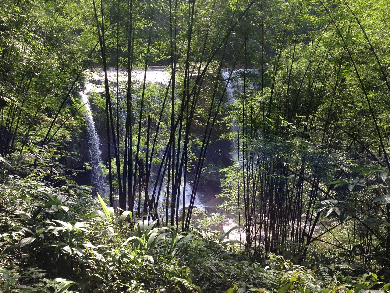 chishui falls bamboo free photo