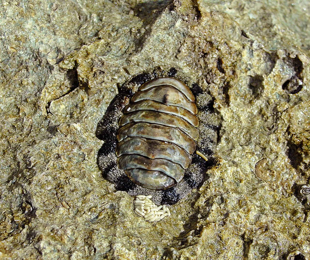 chiton molluscum marine fauna free photo