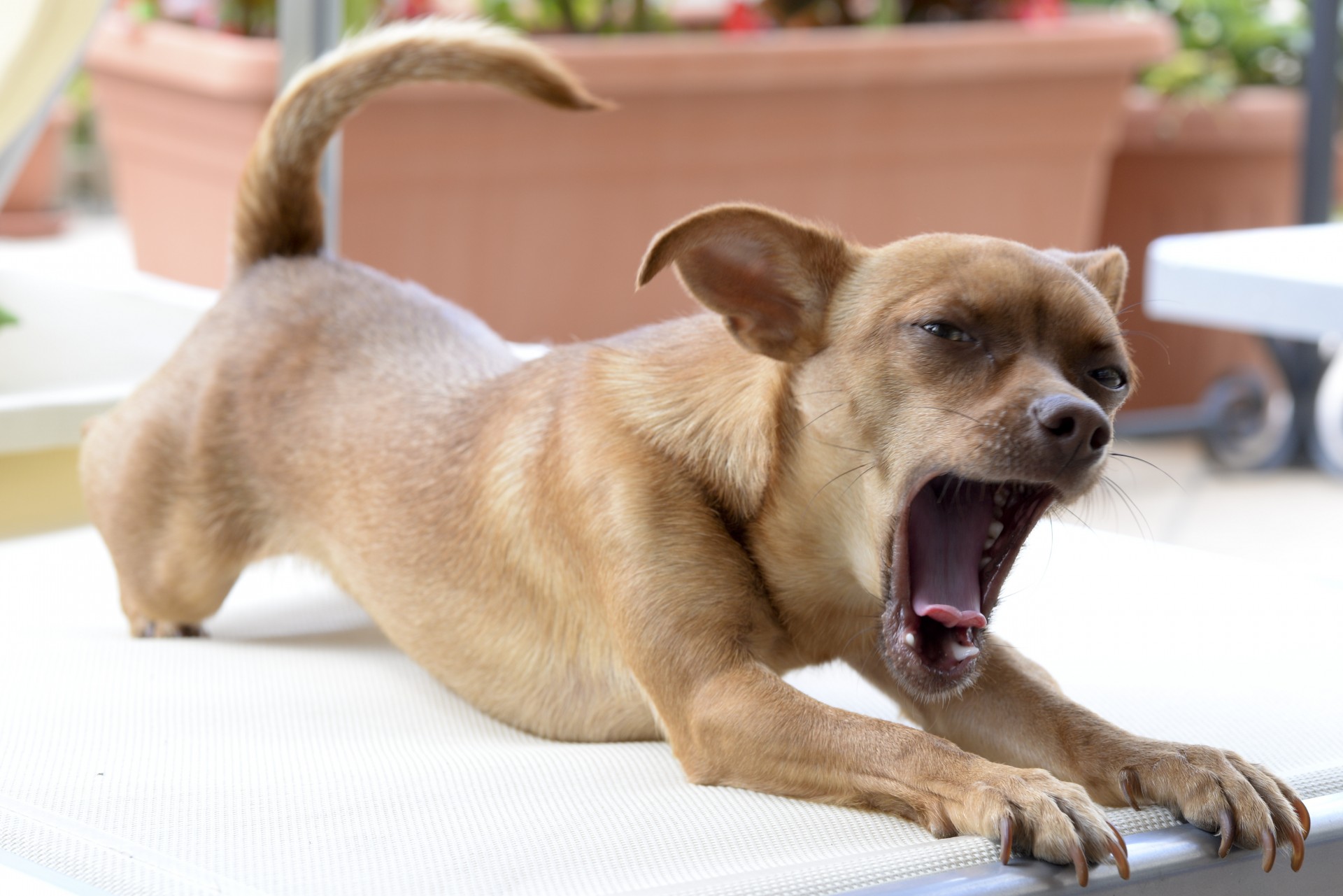 chihuahua yawn dog free photo