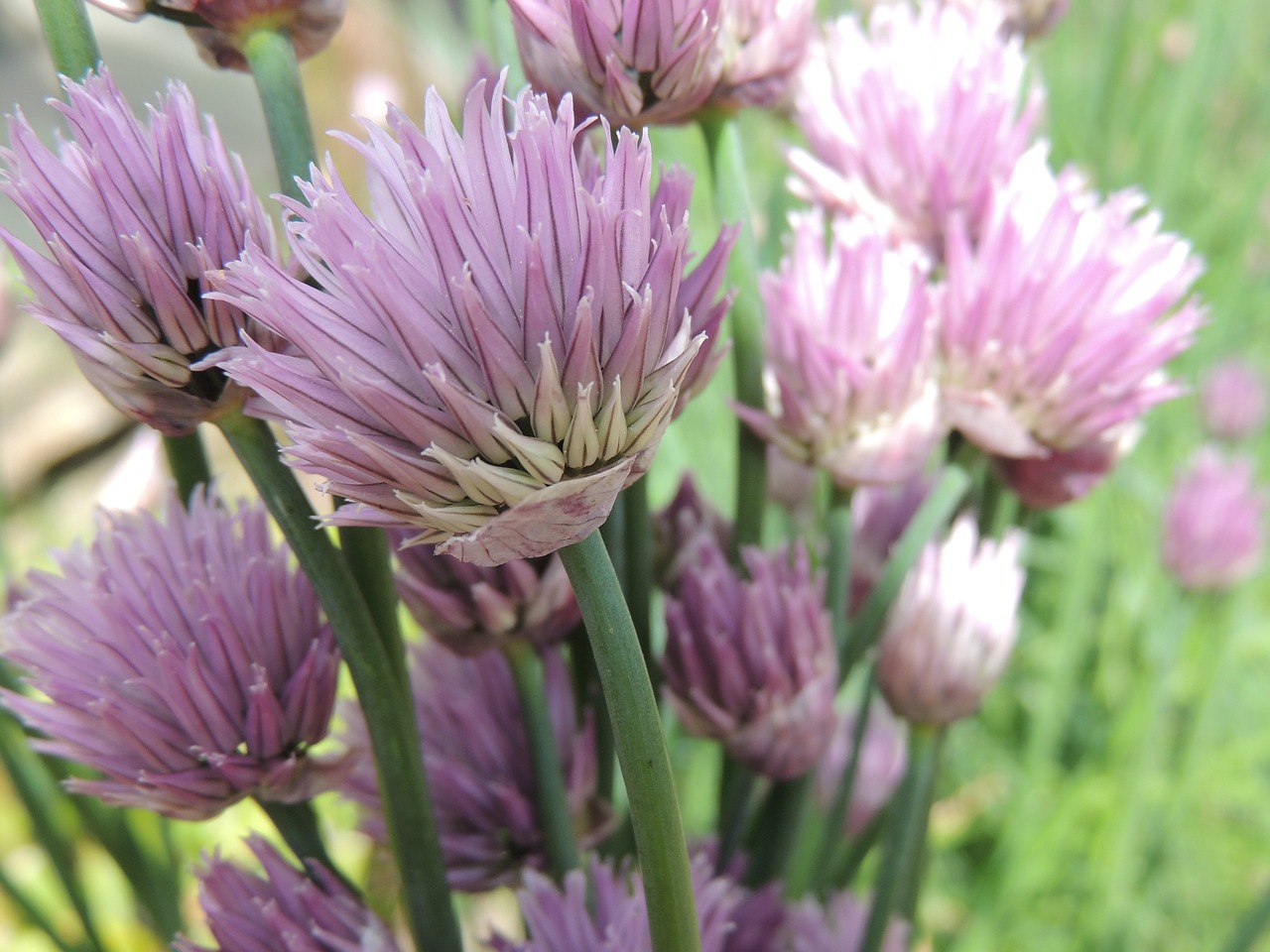 chive flower plant free photo