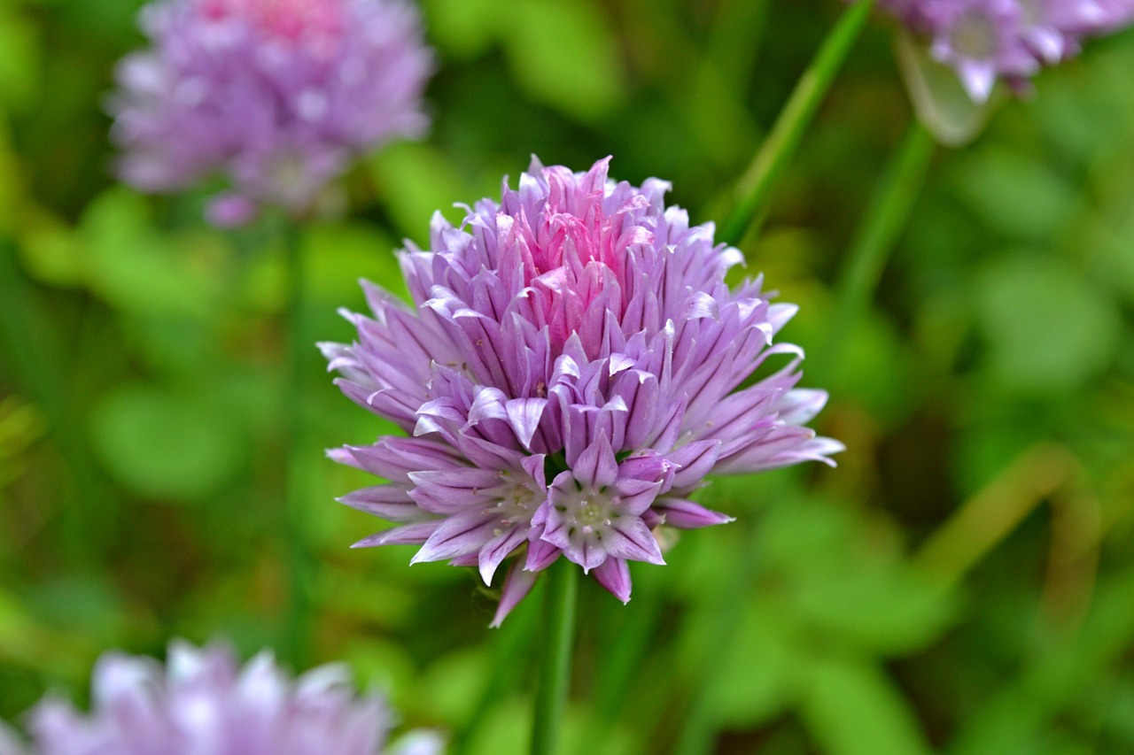 chive flowers chive flowers free photo