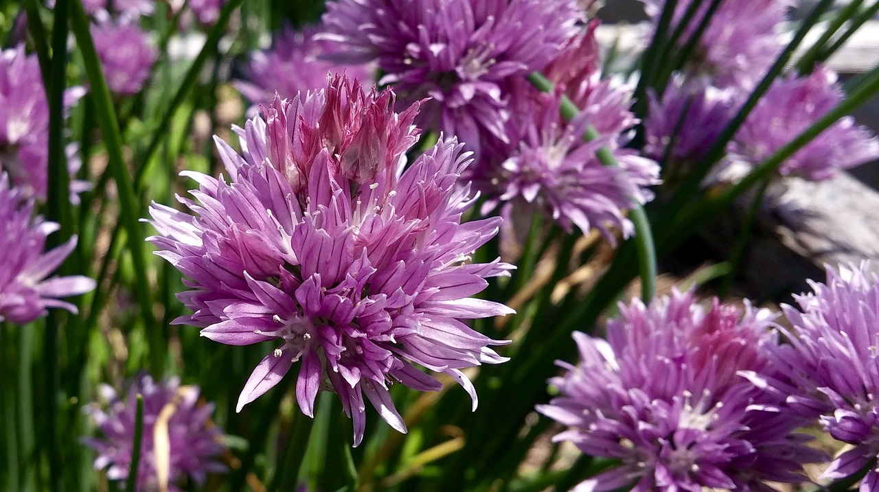 chive flower herb free photo