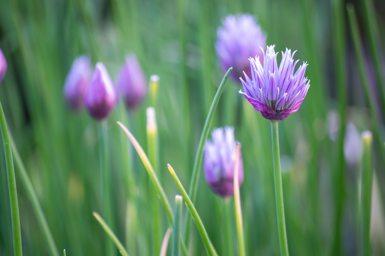 chive flowers plant free photo