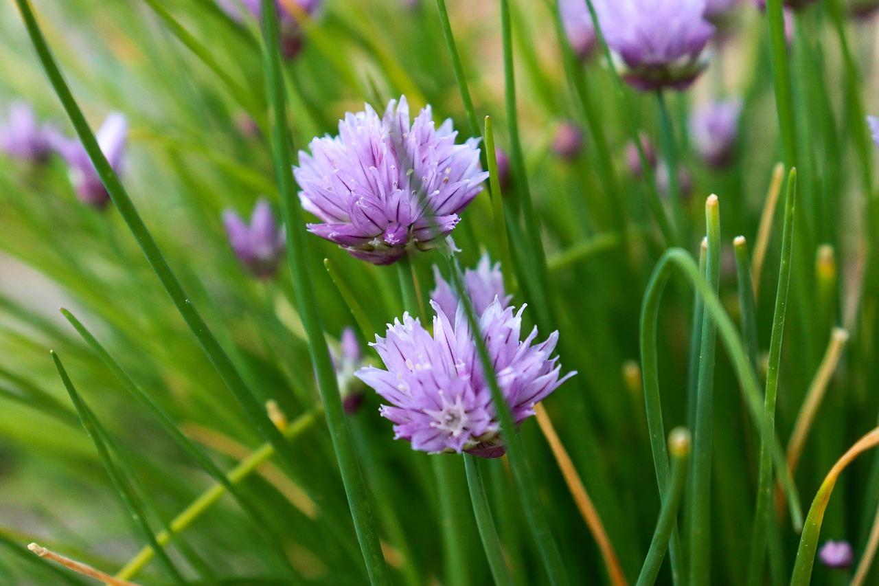 chive  green  flower free photo