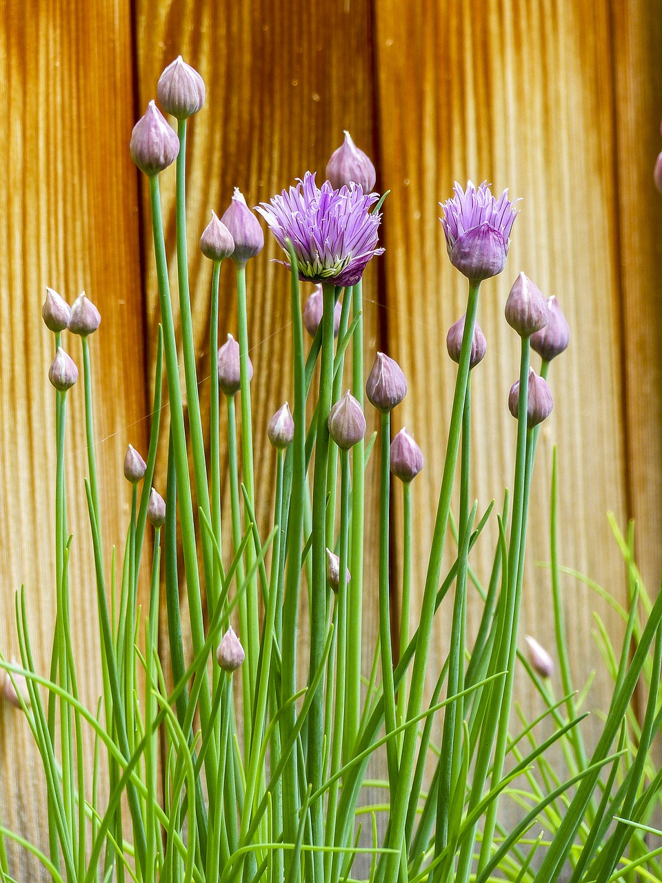 chive blooming herb free photo