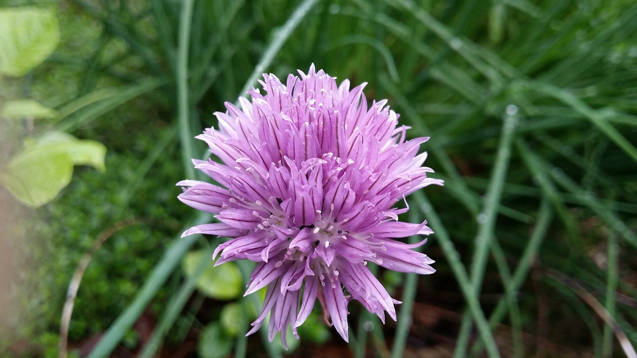 chive lilac green free photo