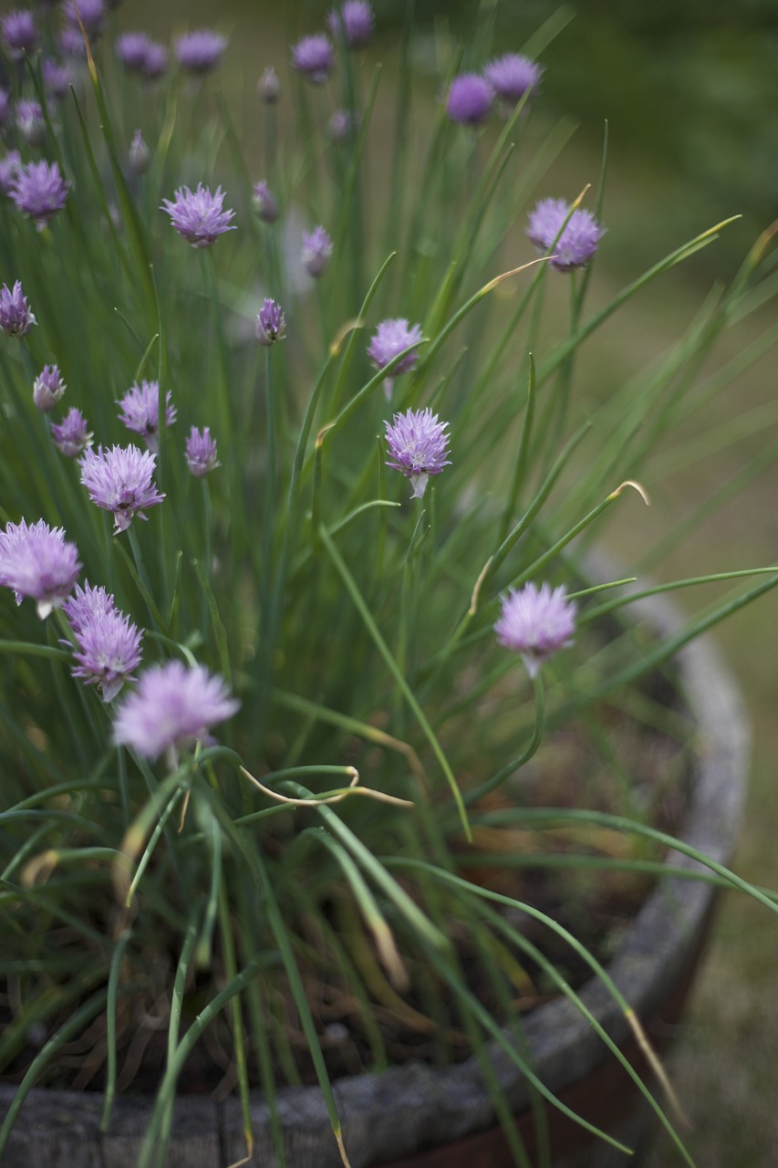 chive blooming flower free photo