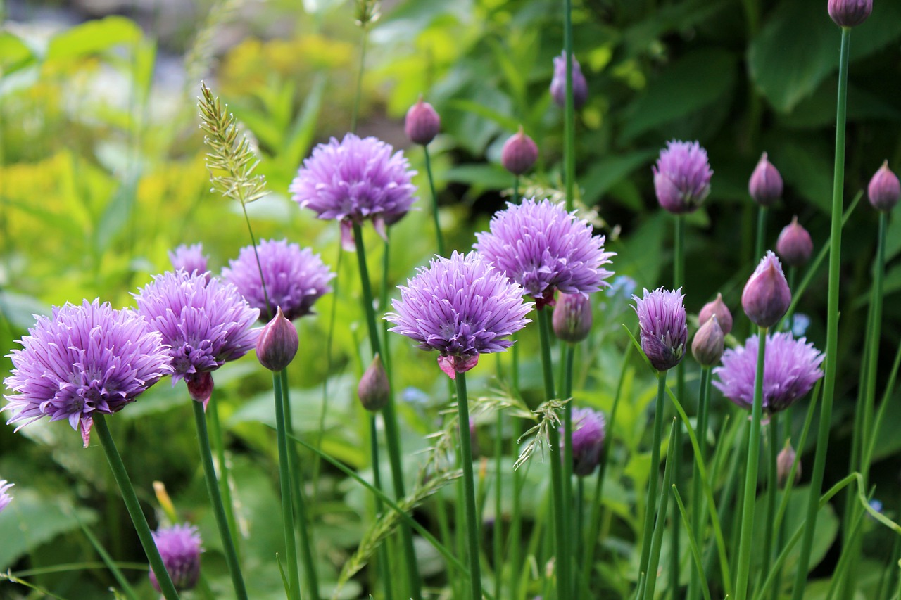 chive flowering plant free photo