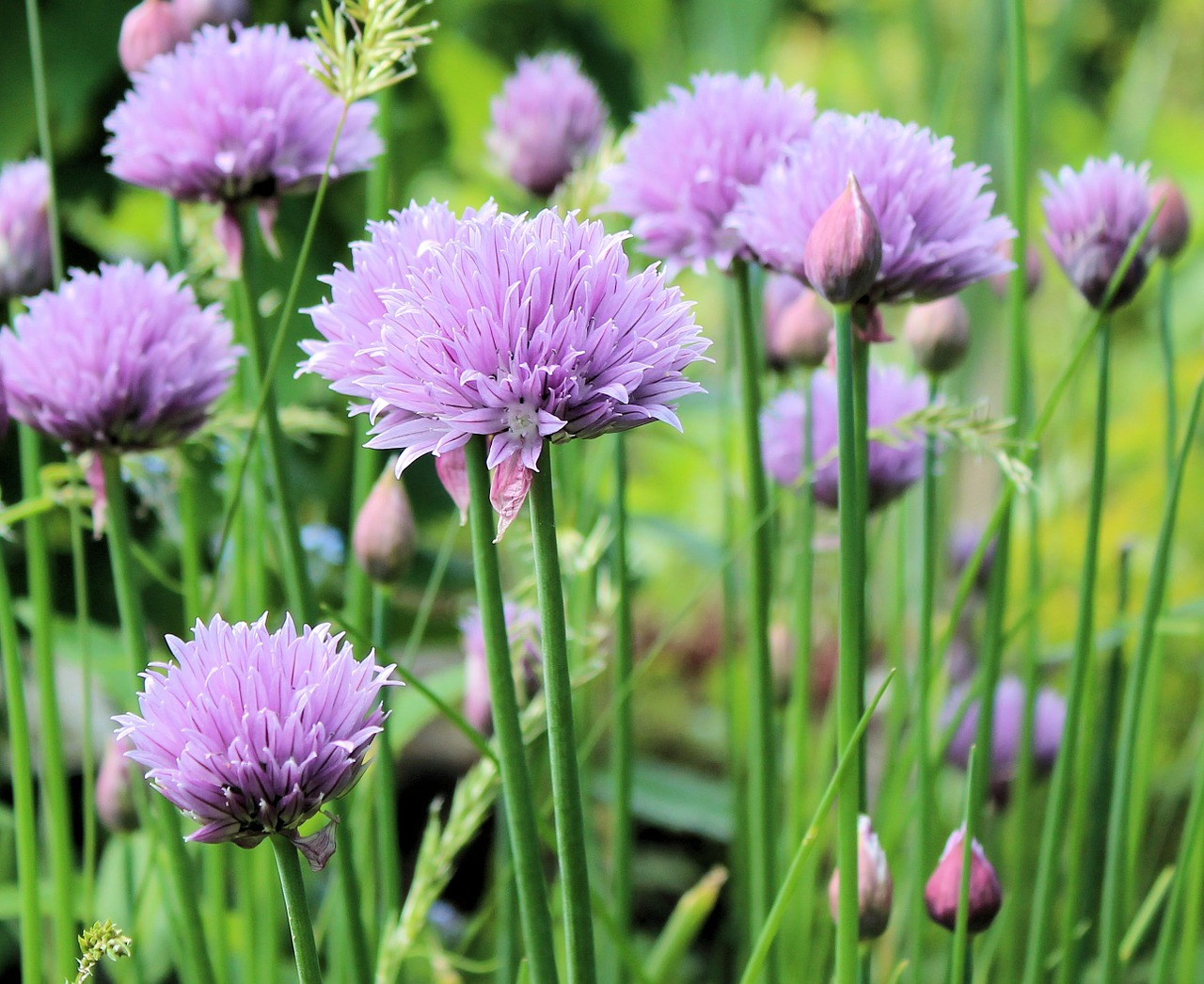 chive flowering nature free photo