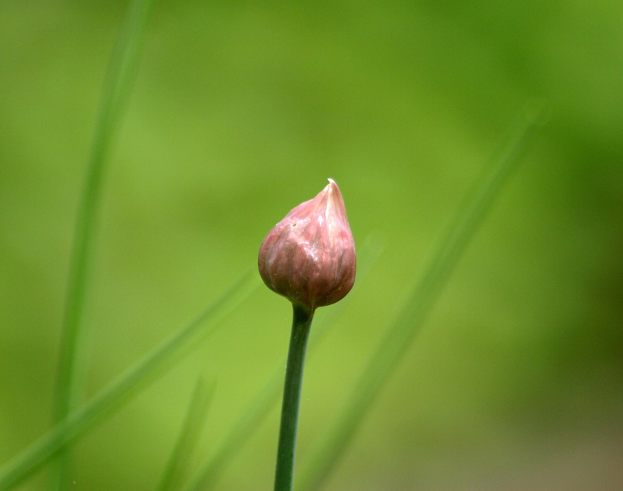 chive bud bud chives free photo
