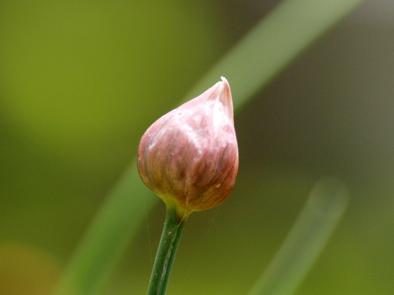 chive bud chives bud free photo