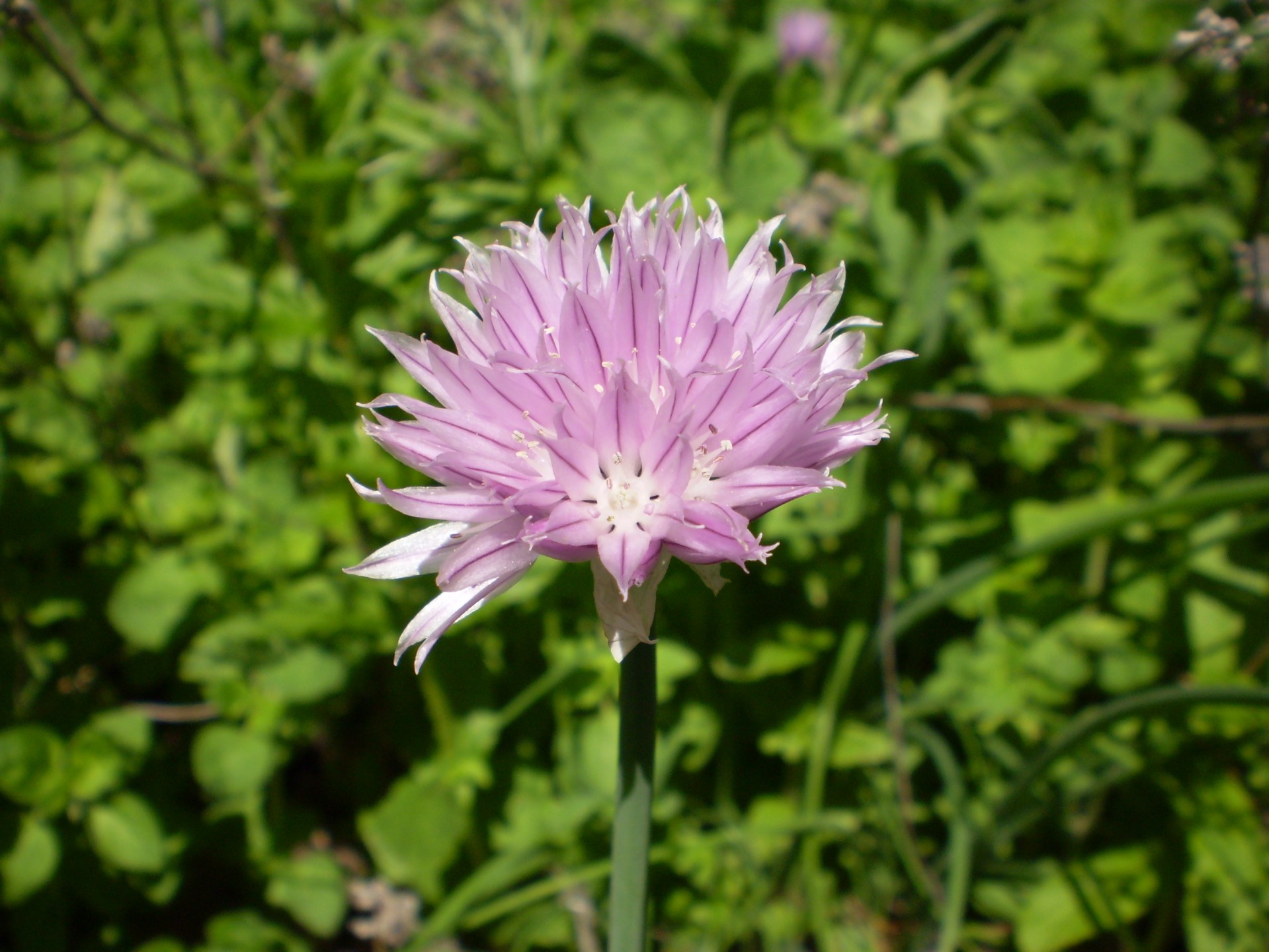 chive purple flower free photo