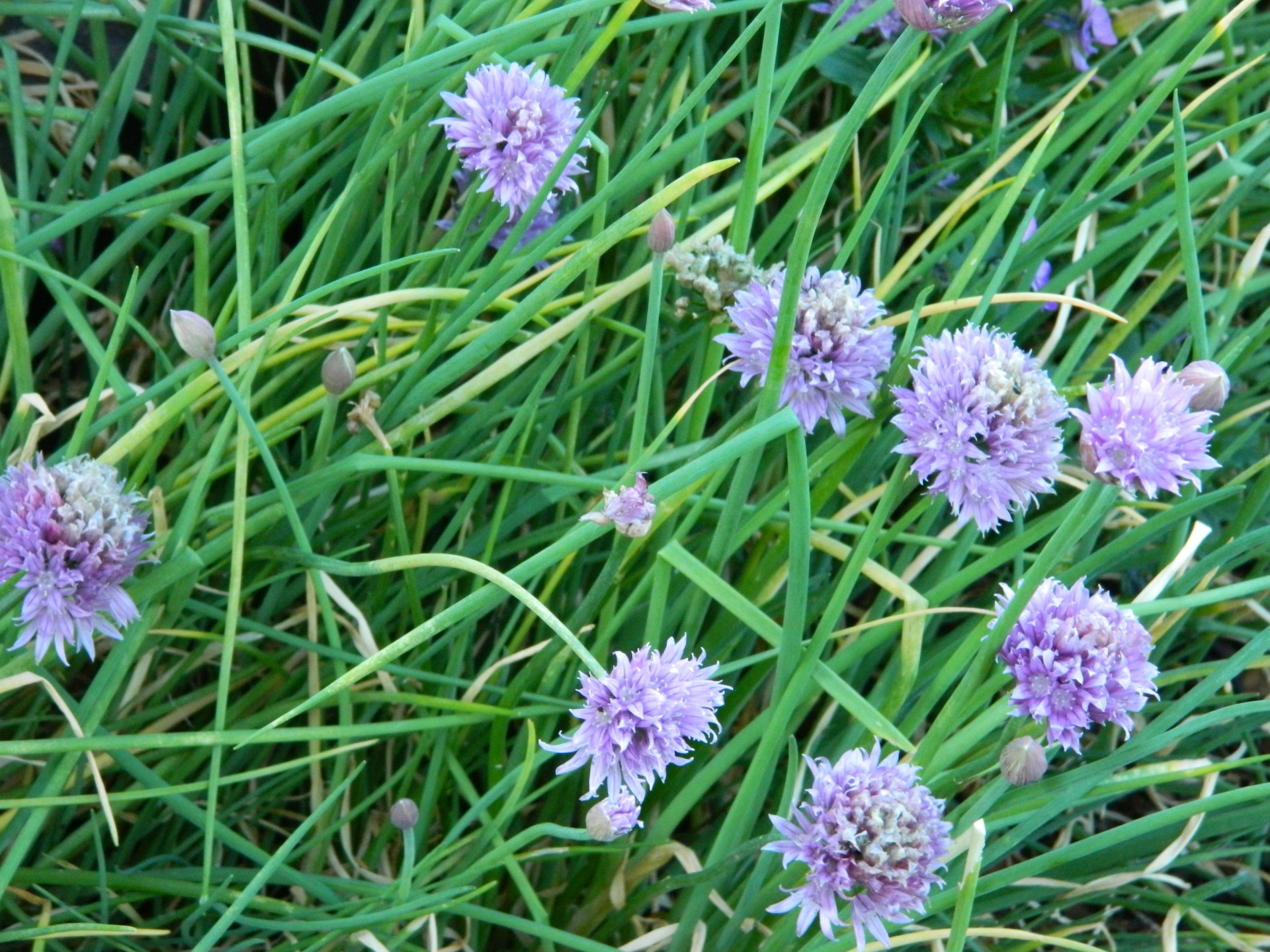 herb chive plant free photo