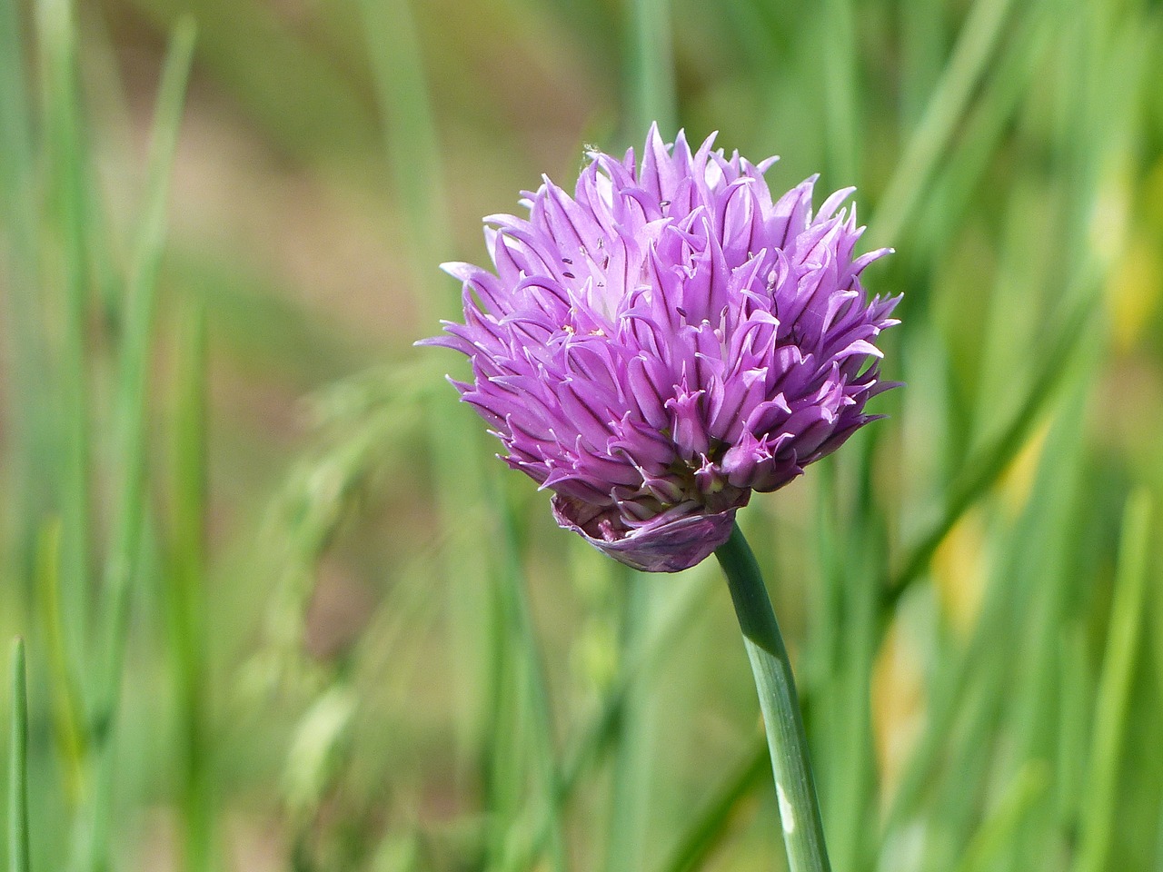 chives flower summer free photo