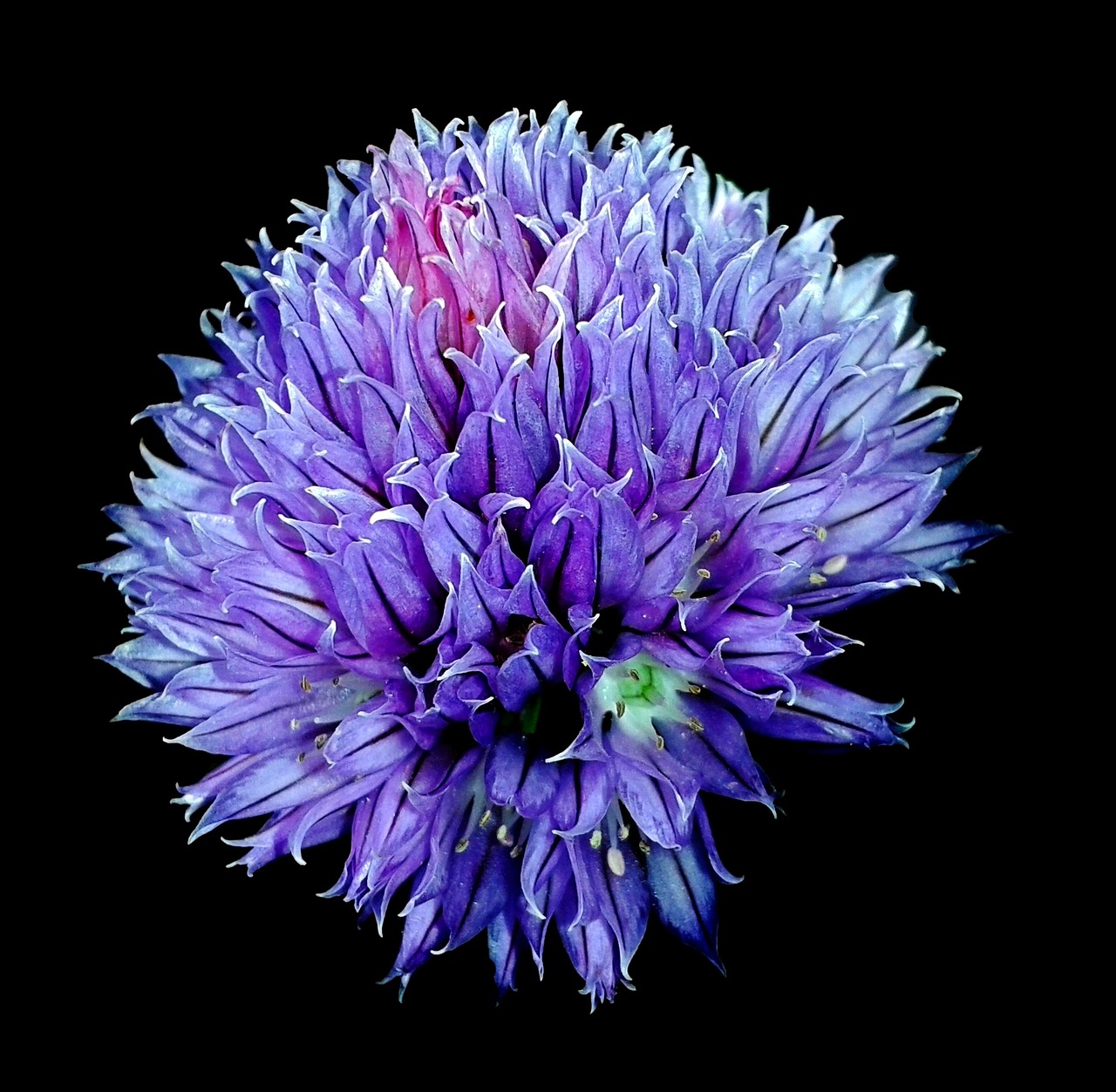chives chives blossom blossom free photo