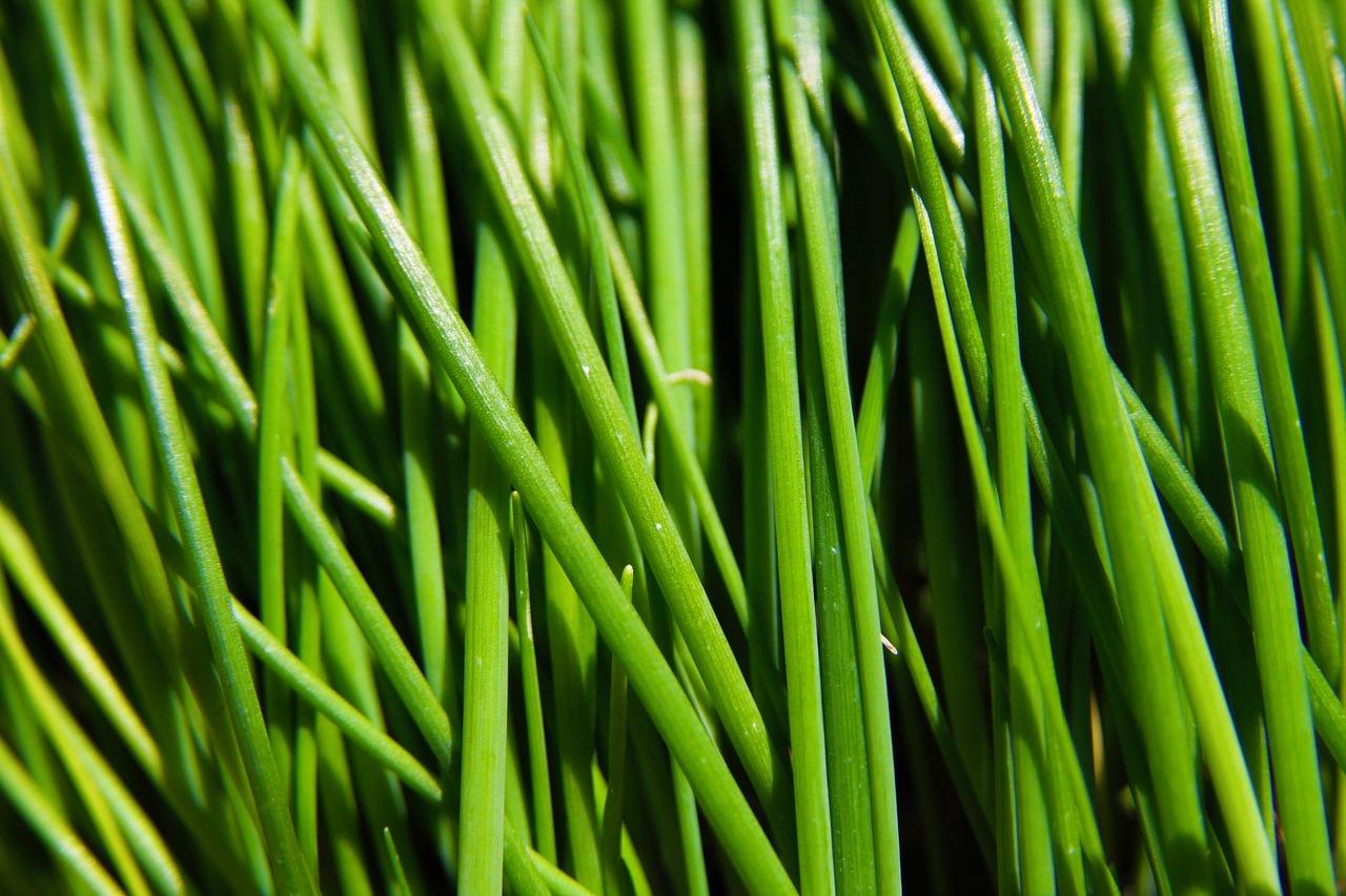 chives green food free photo