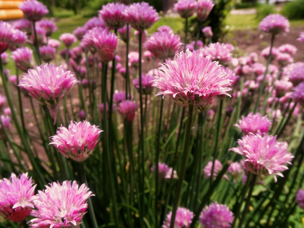 chives flower summer free photo