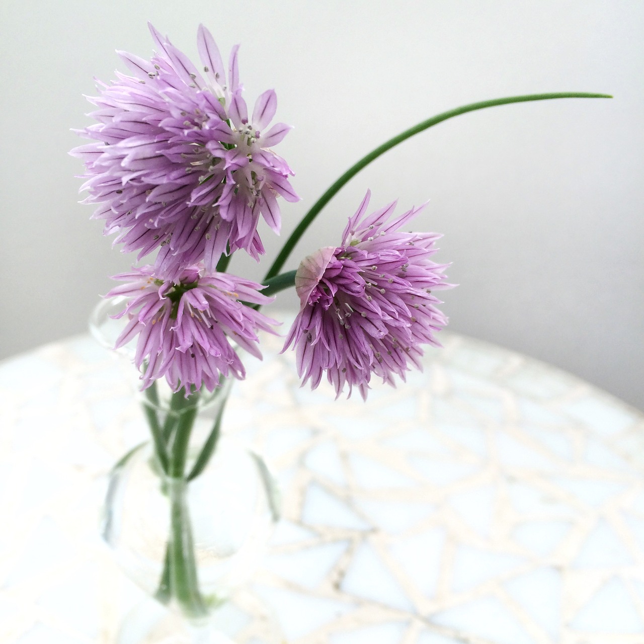 chives flower flowers free photo