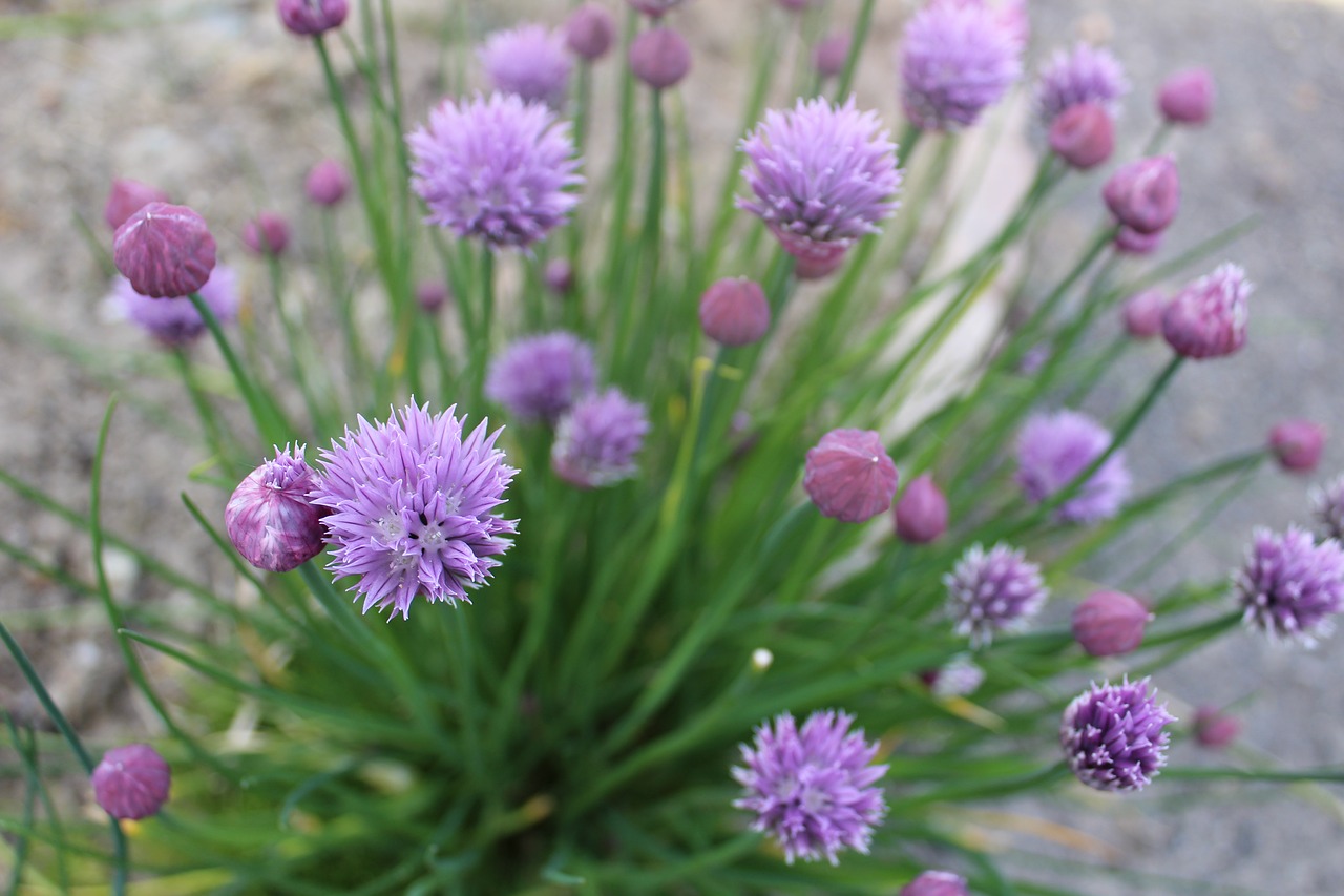 chives plant aromatic free photo