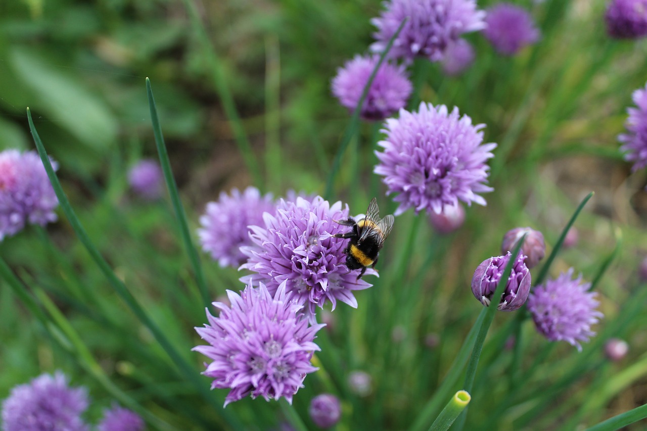 chives aromatic plant chive flower free photo