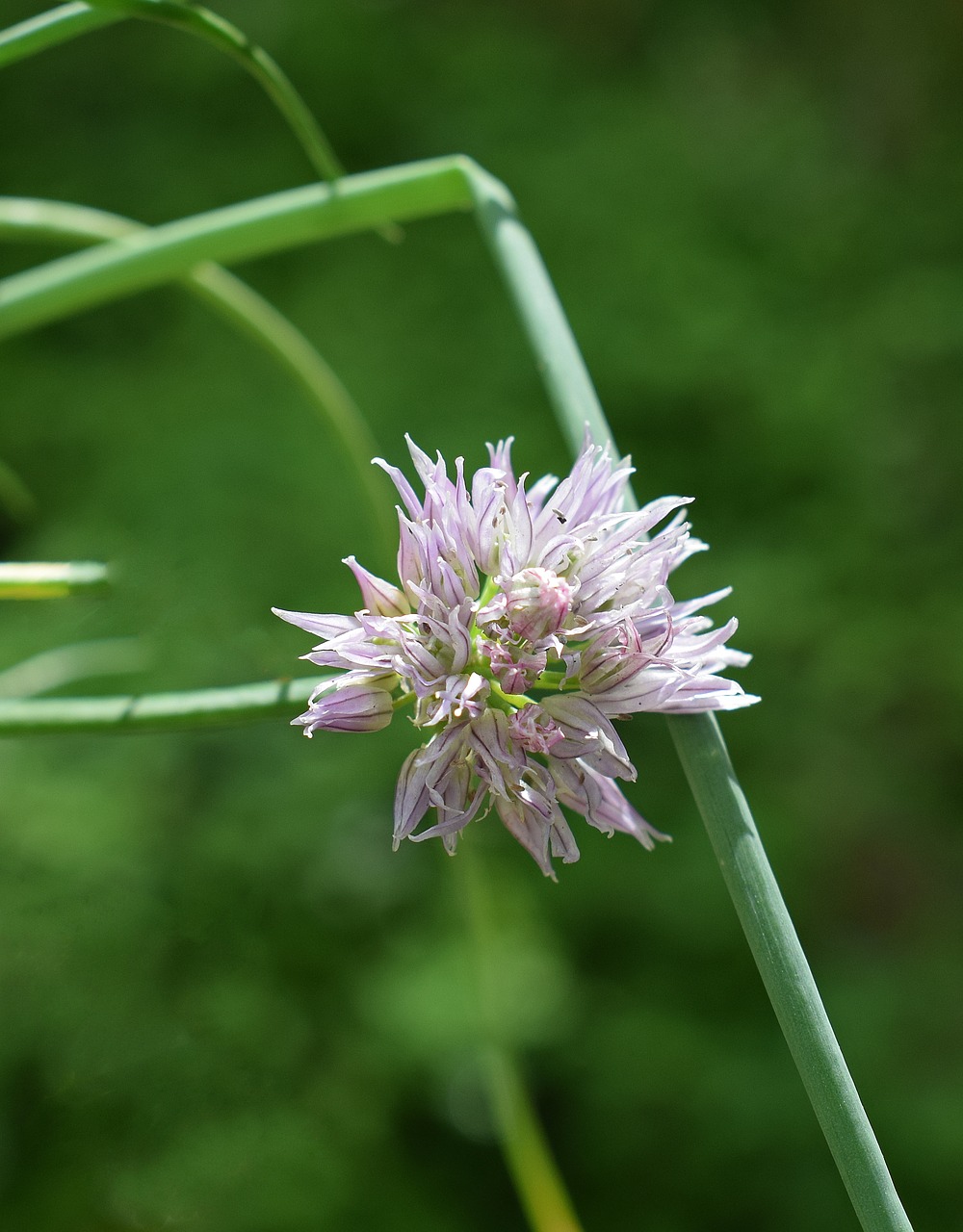 chives flower blossom free photo