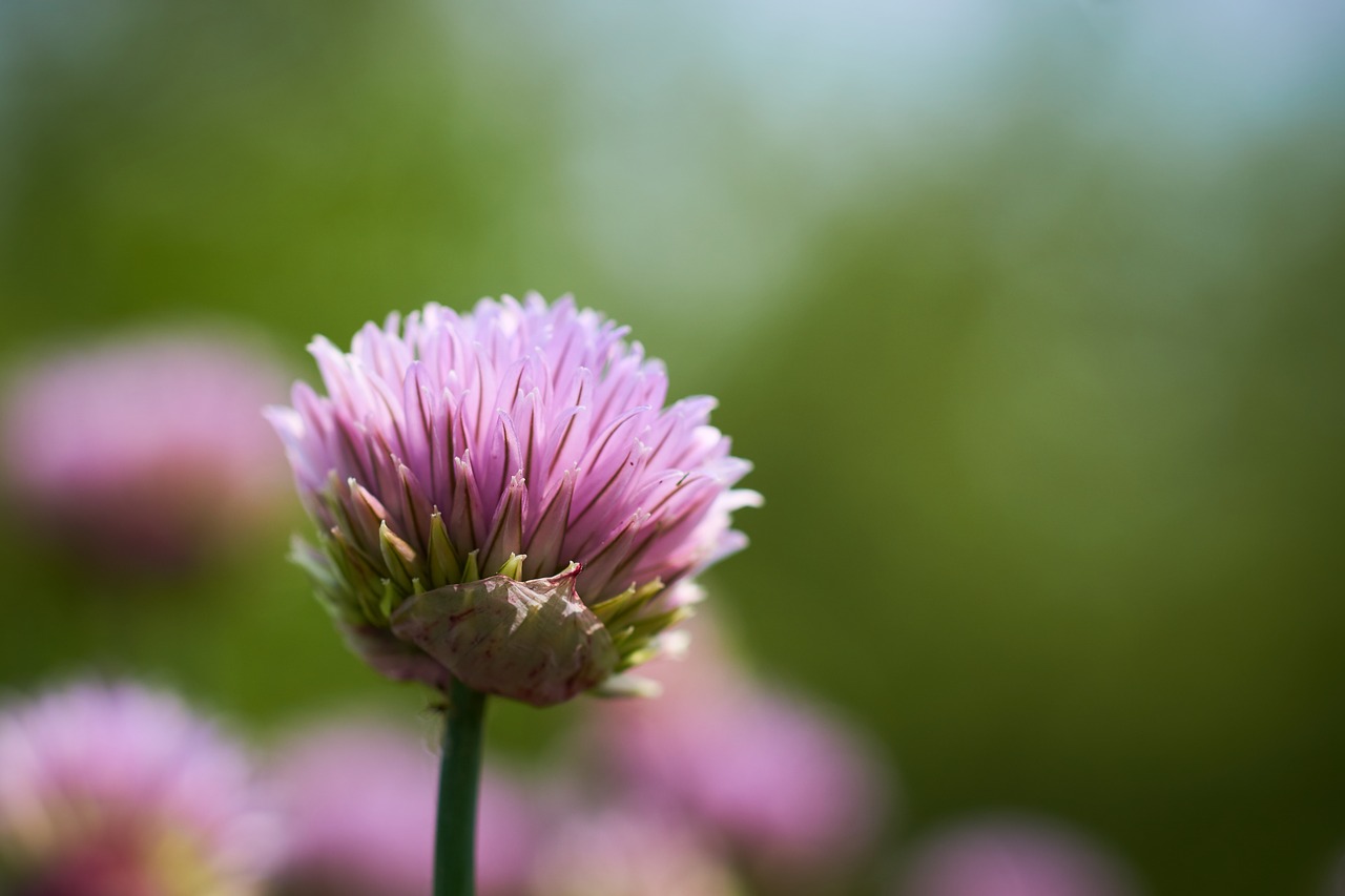 chives flower blossom free photo